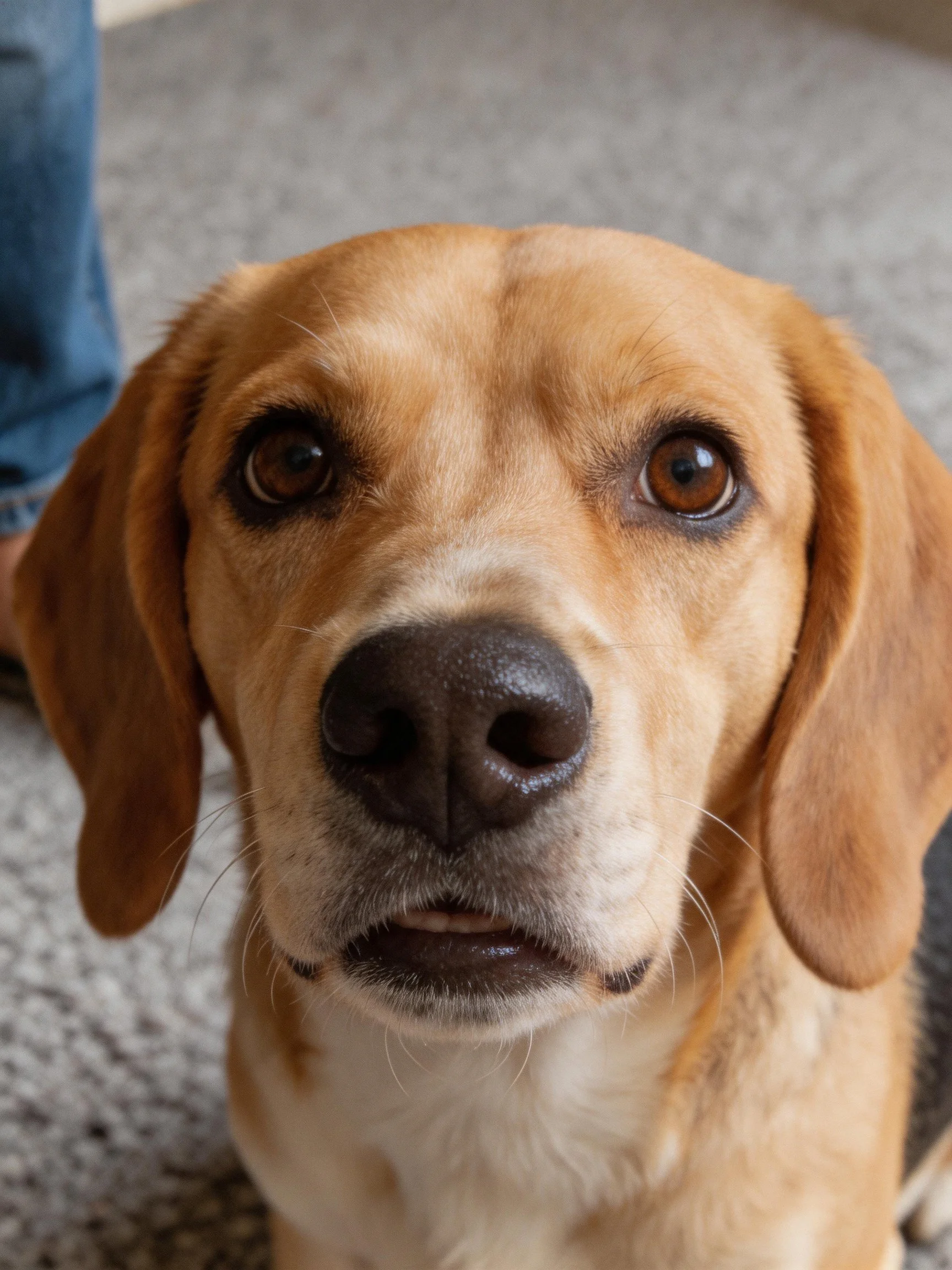 Tan-coated dog with brown eyes near blue jeans on textured rug