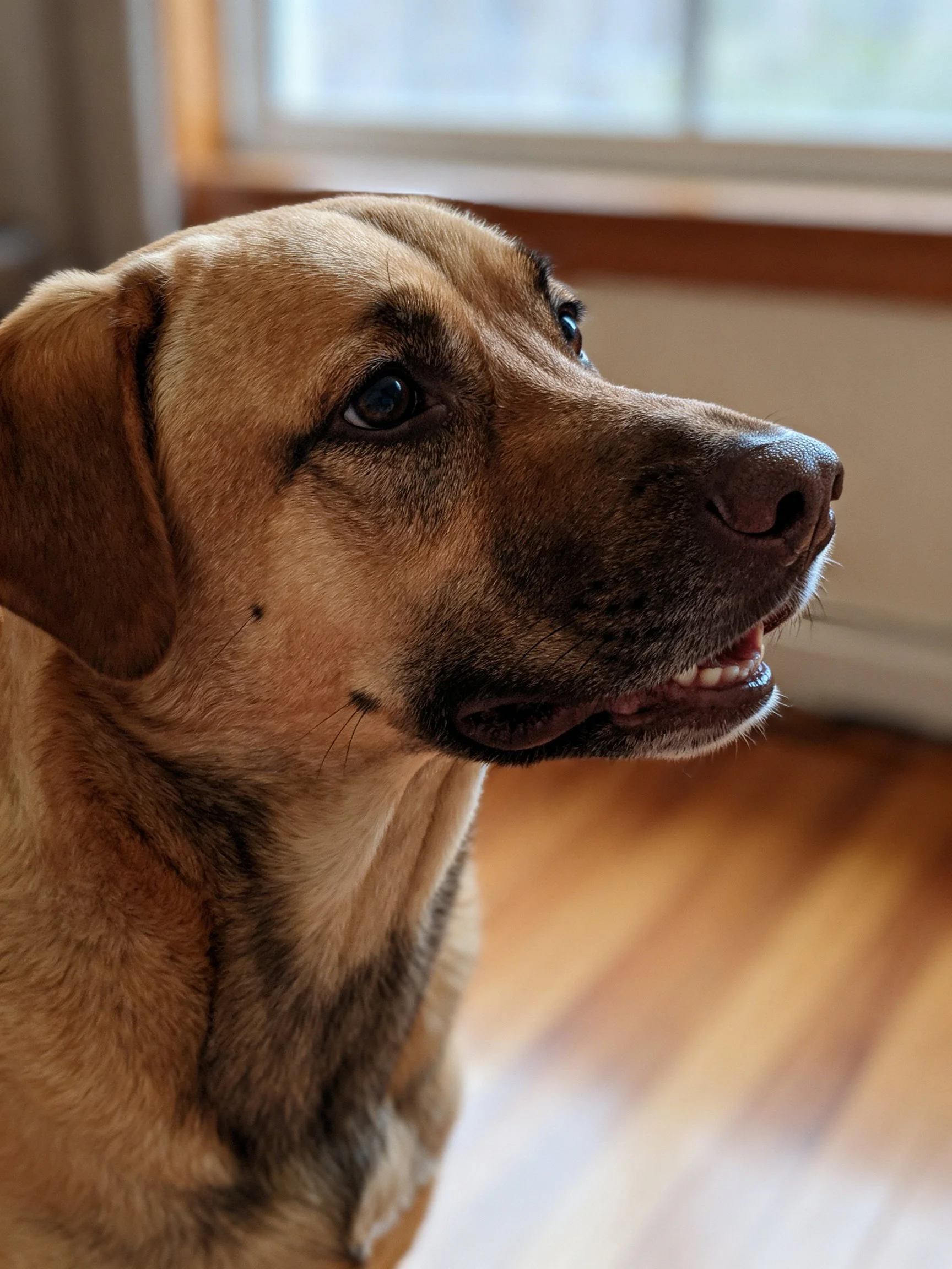 Tan-coated dog with dark markings gazes attentively indoors