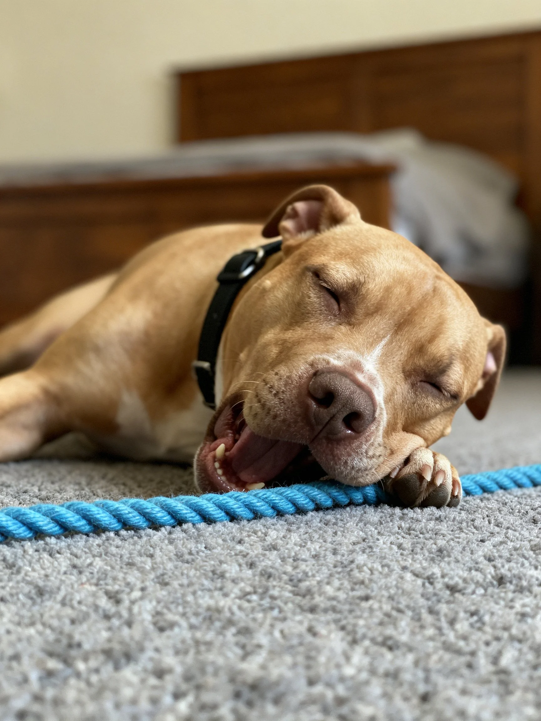 Tan dog resting near blue rope toy on gray carpet