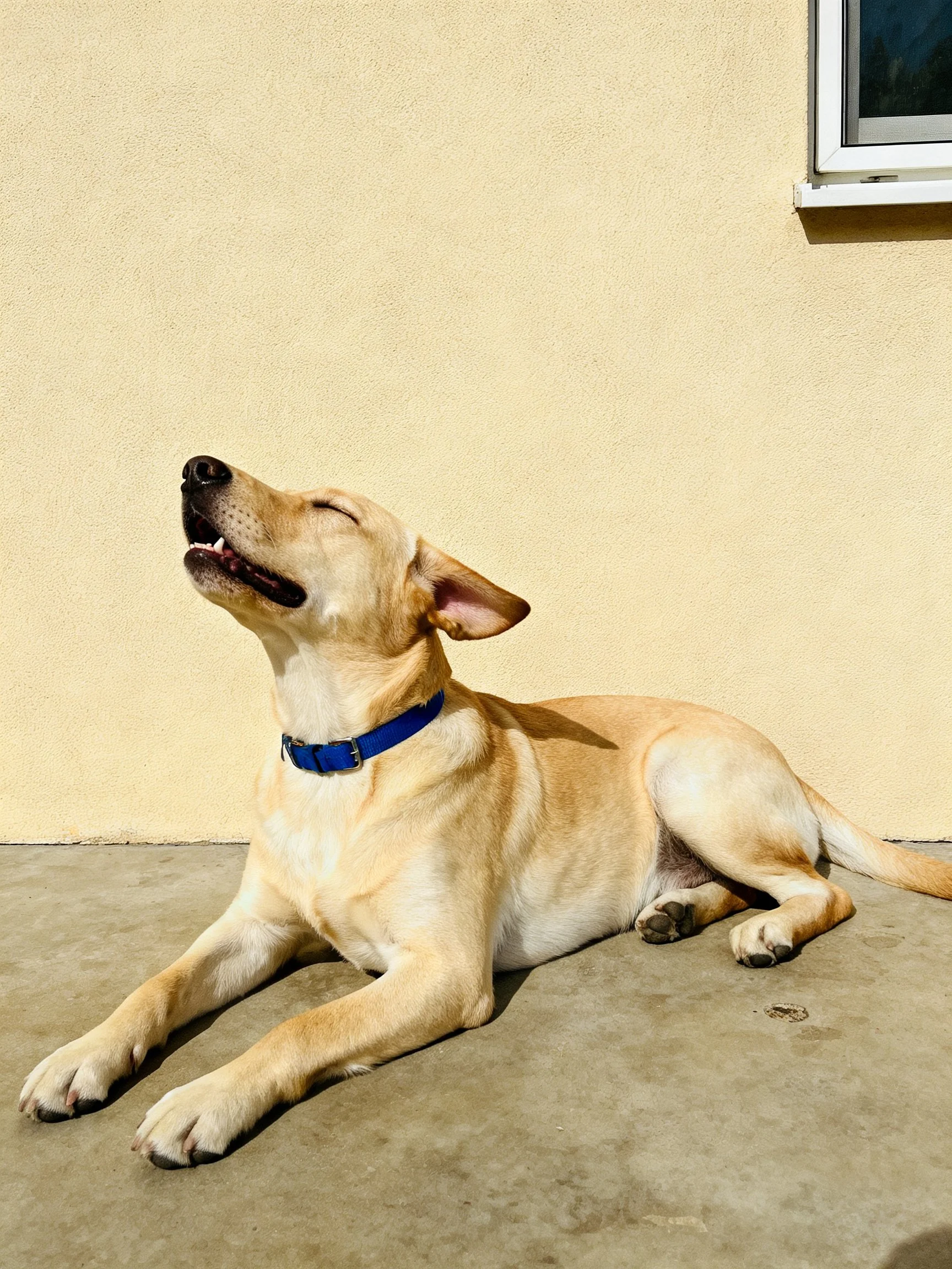 A tan dog relaxes on concrete beside a beige wall.