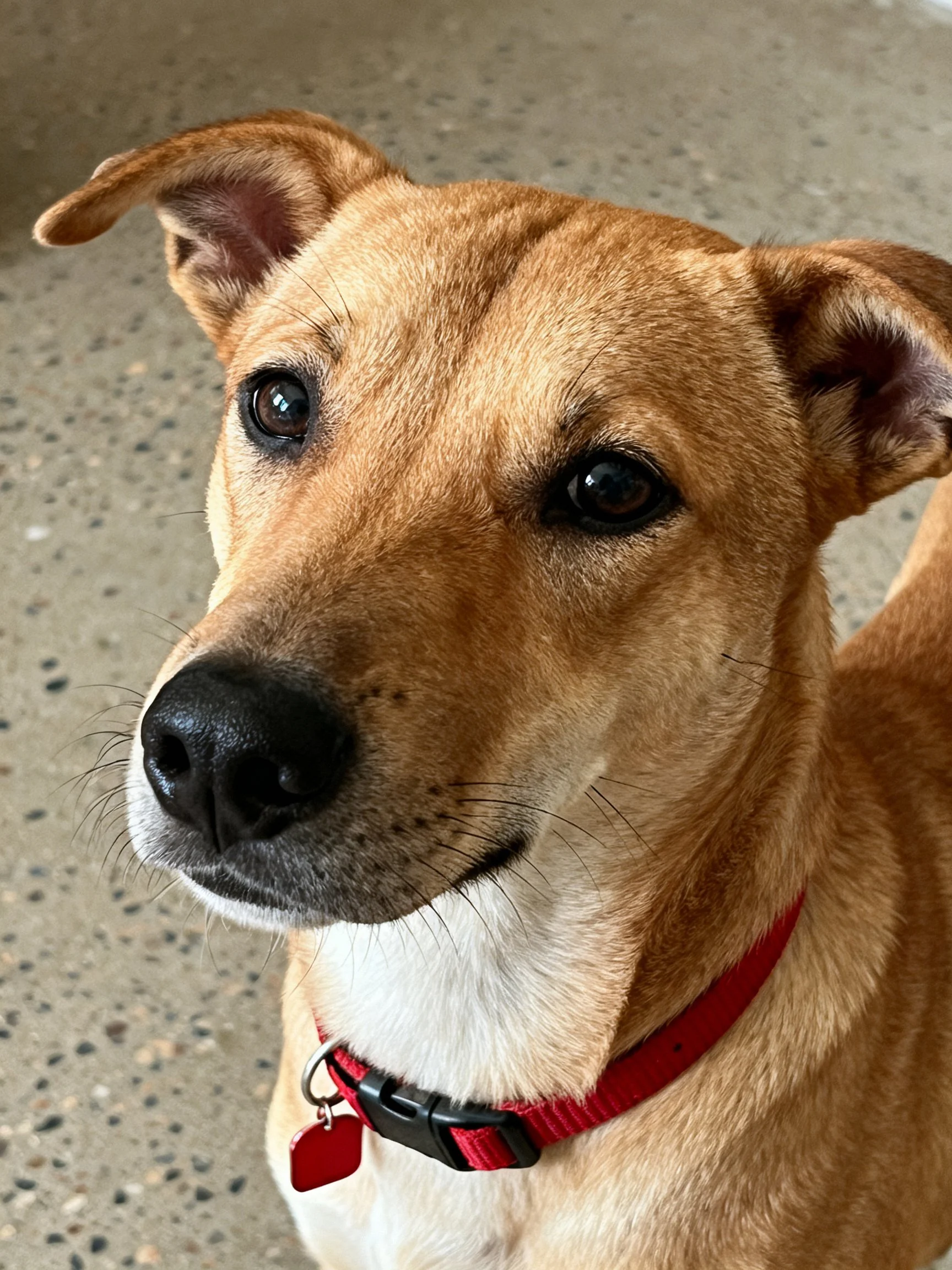 Tan dog with red collar, close-up portrait