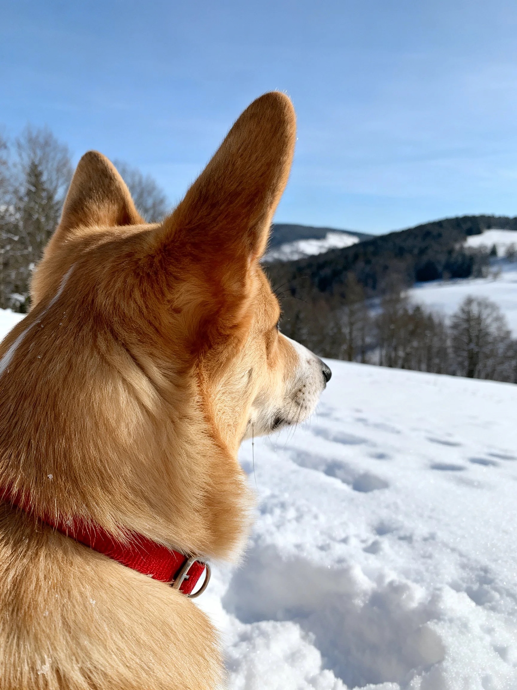 A tan dog with a red collar observes a snowy mountainous winter landscape.