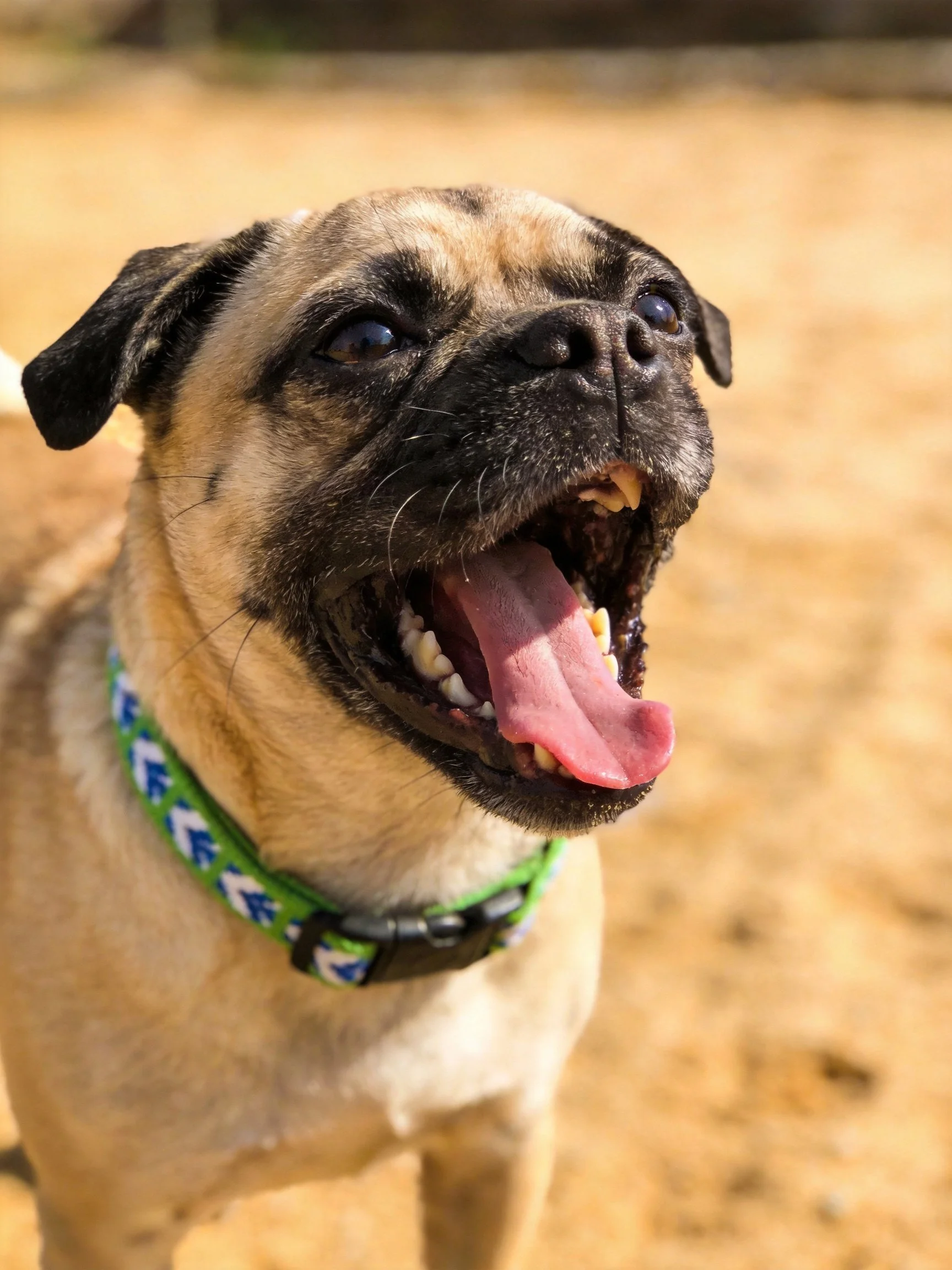 Tan pug mix dog yawning with green patterned collar outdoors