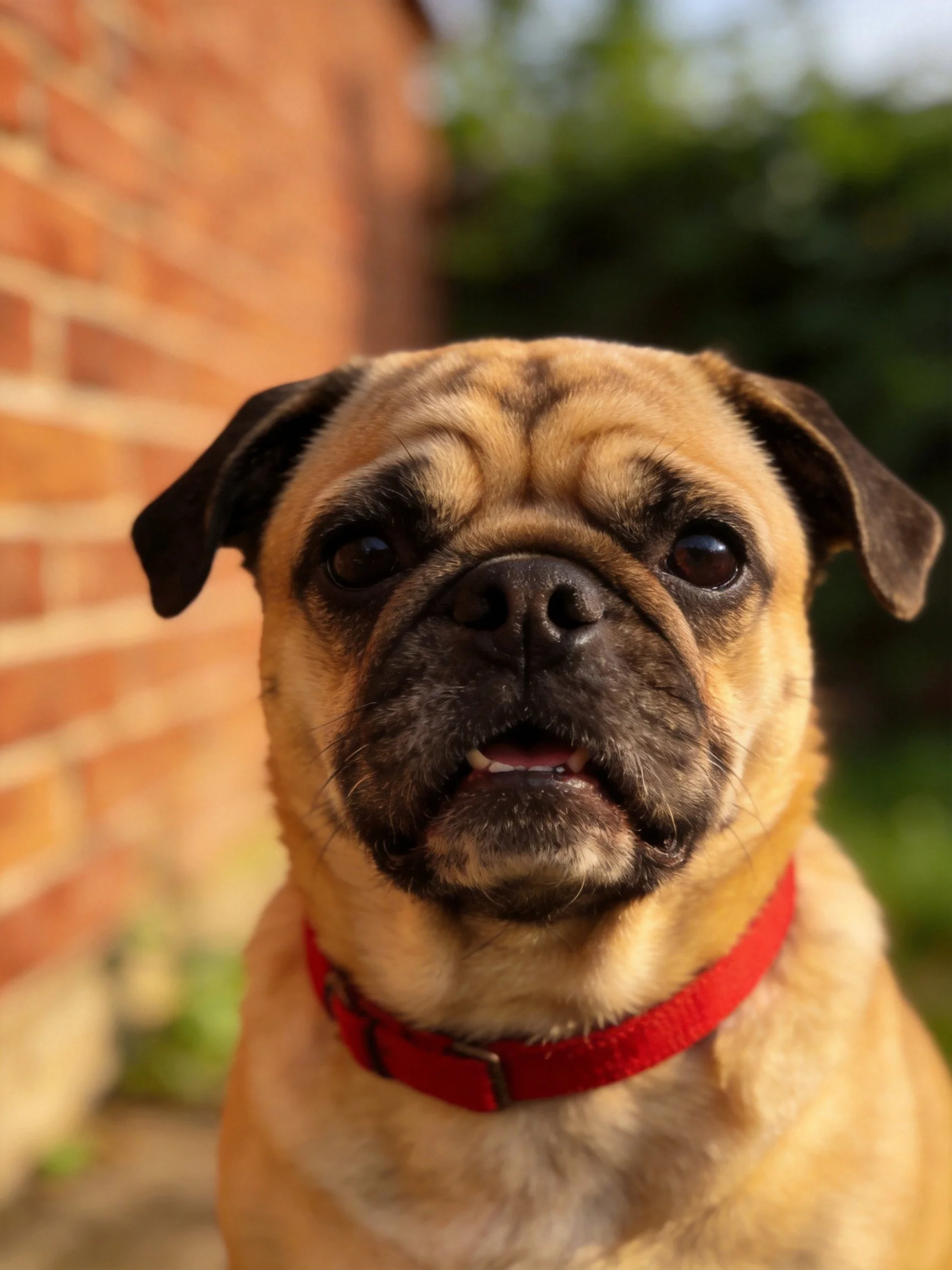 Tan pug with red collar by brick wall outdoors
