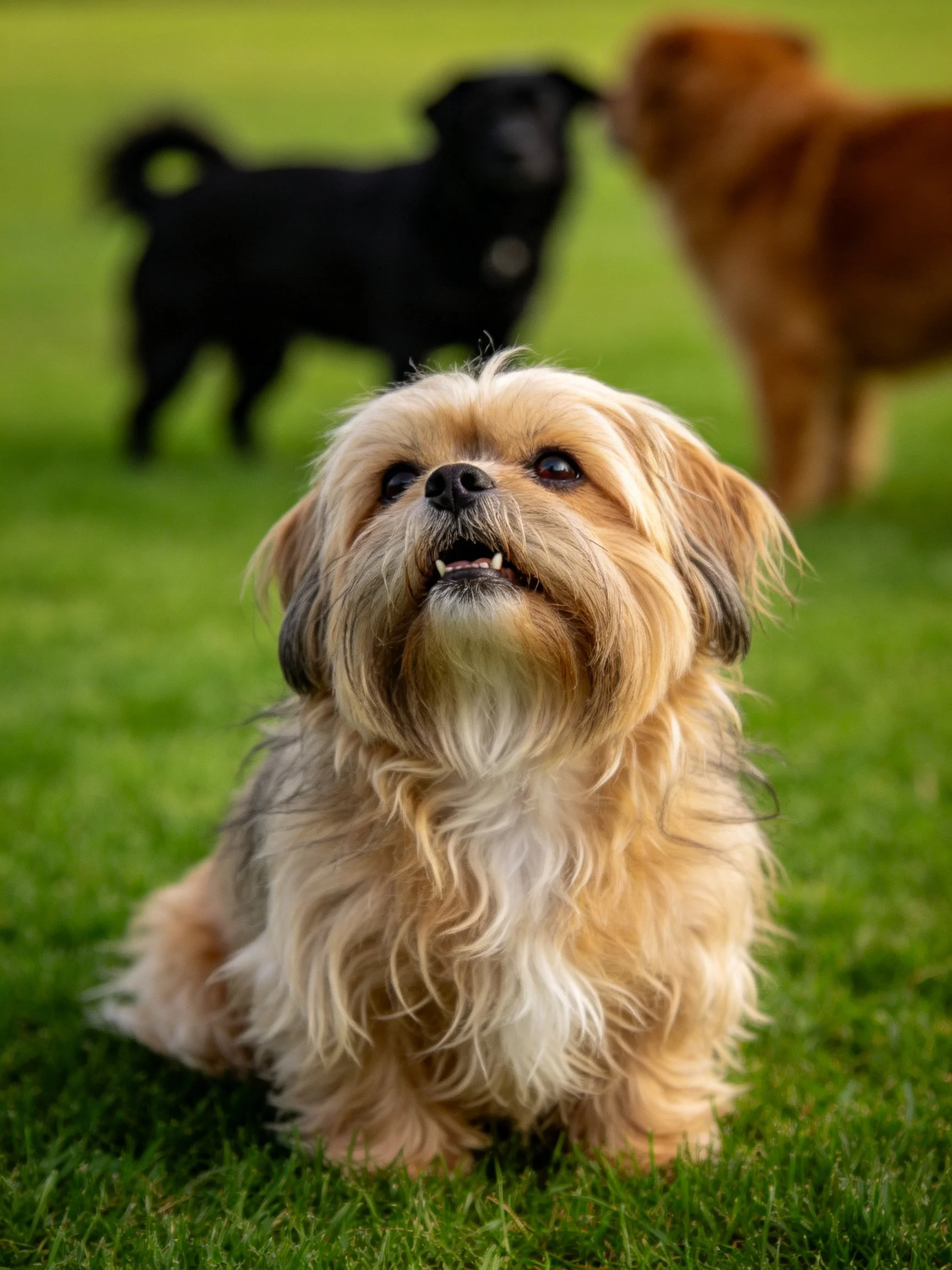 A tan shaggy dog sits on grass while two other dogs stand in the background.