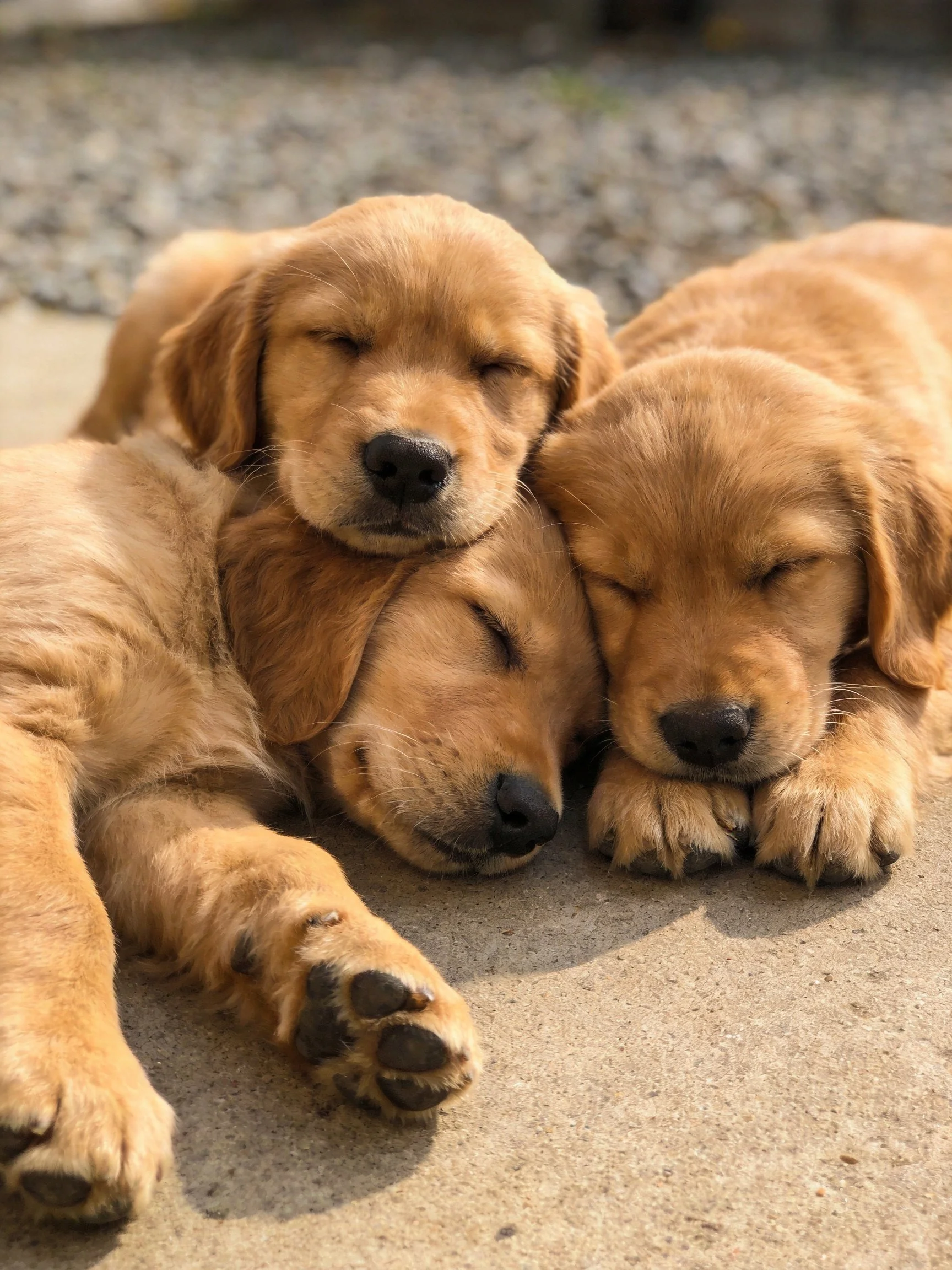 Three golden retriever puppies rest together peacefully on a smooth concrete area.