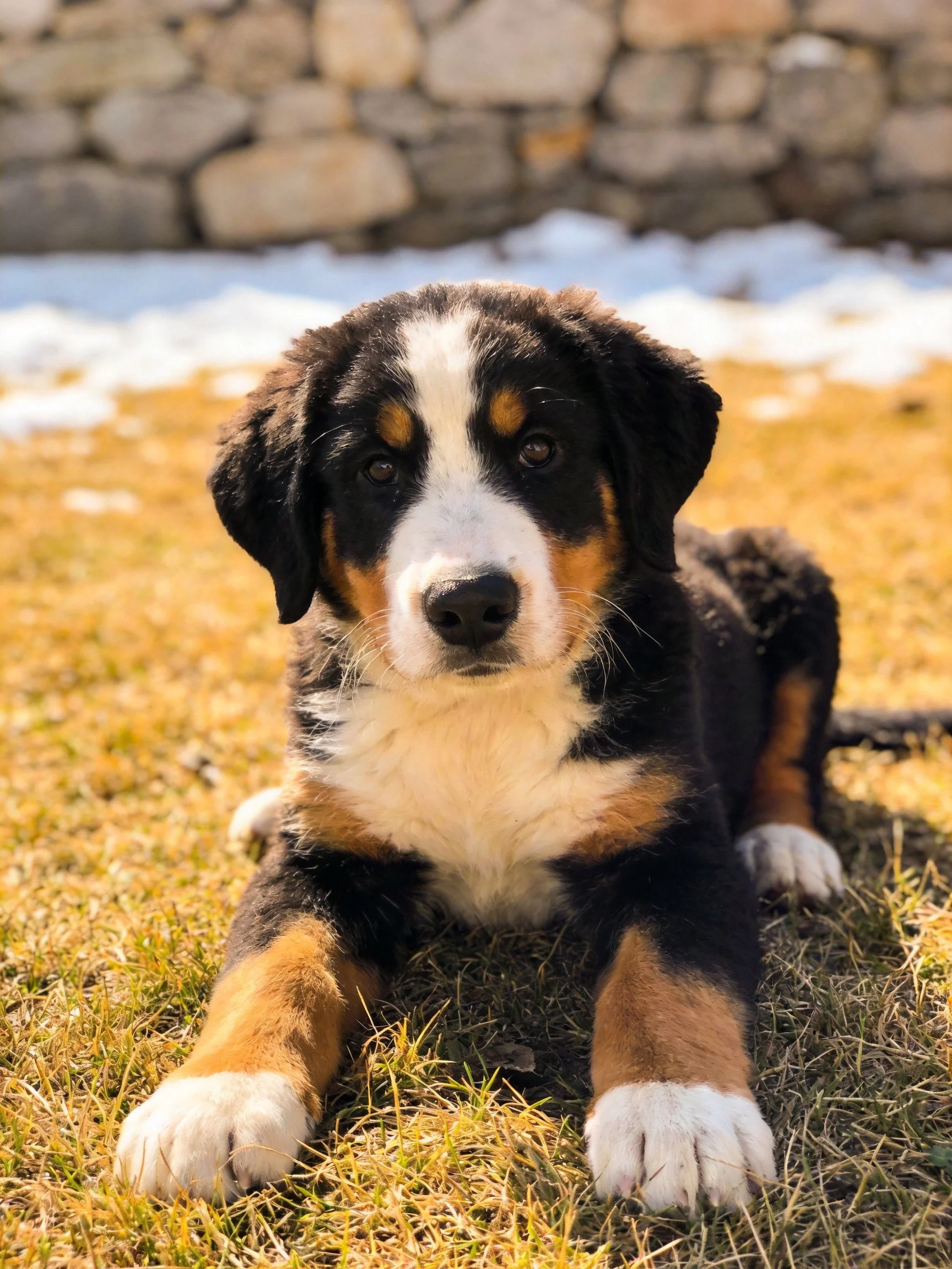 Tri-colored Bernese Mountain Dog puppy rests on grass near stone wall.