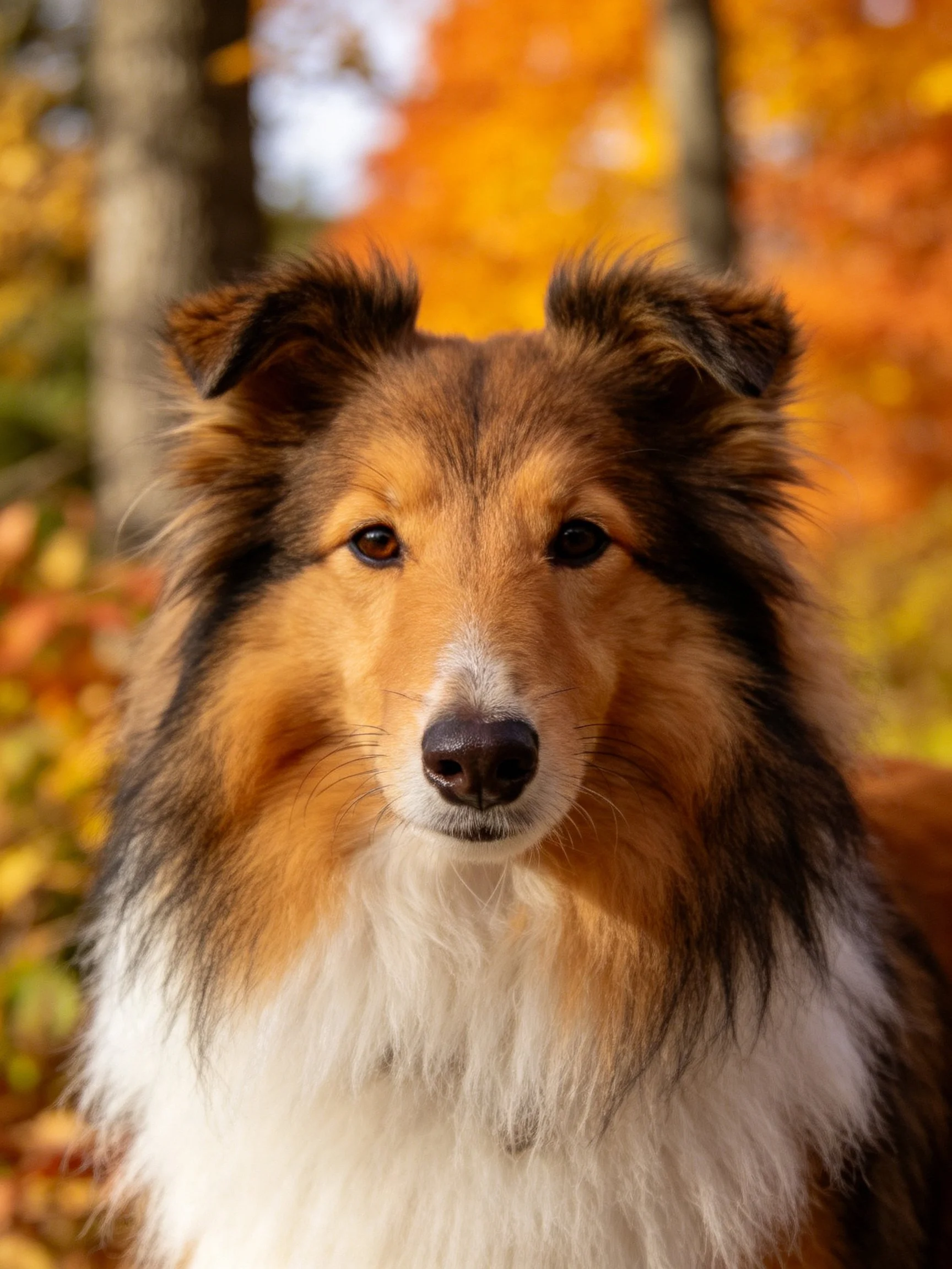 A tricolor Sheltie is photographed with a blurred autumn foliage background.