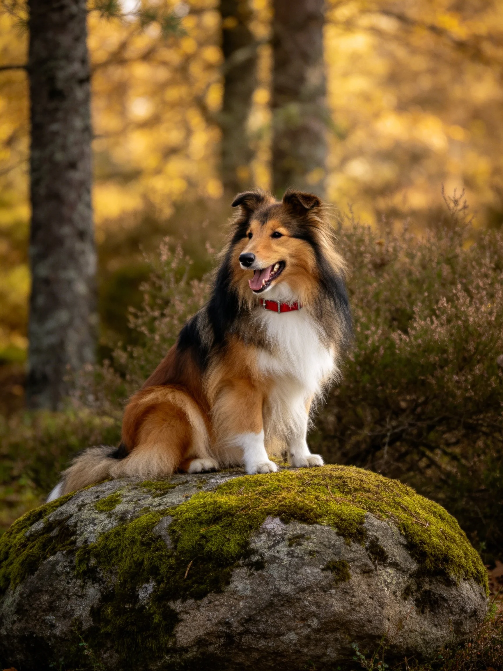 Tricolor Sheltie sits on mossy rock in golden forest