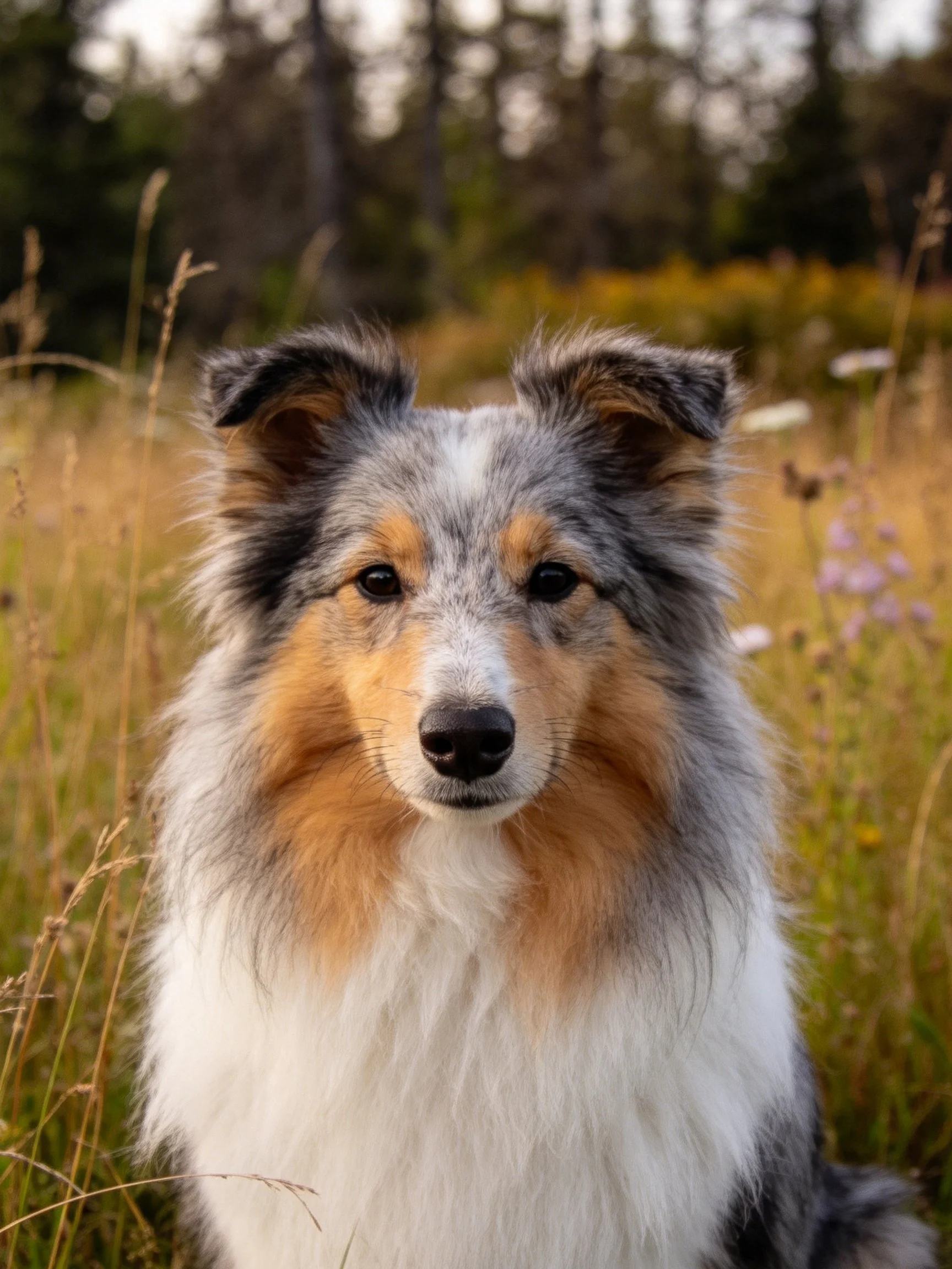 Tricolor Sheltie sitting in golden meadow with forest backdrop