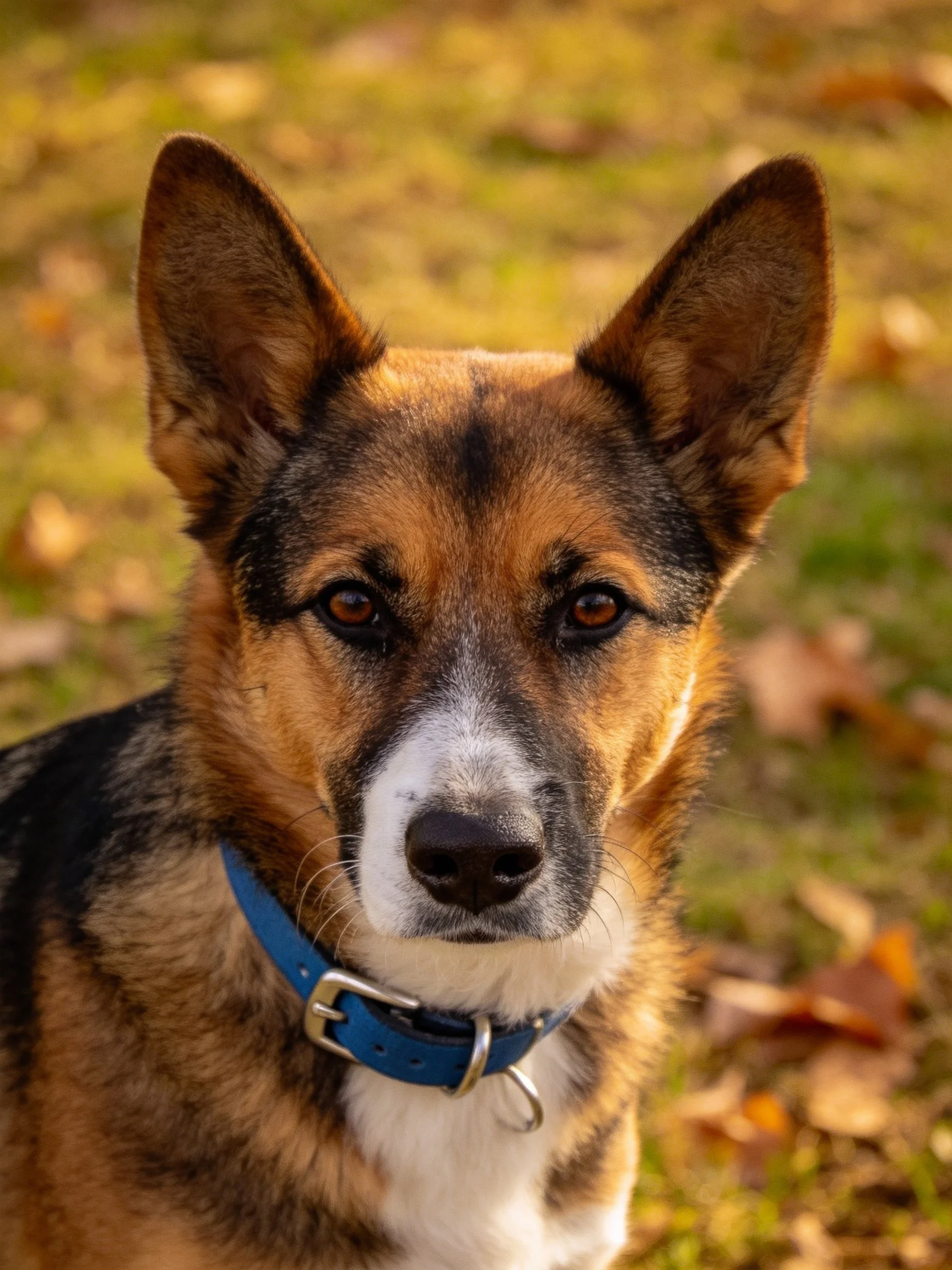 Tricolor dog with pointed ears wearing blue collar outdoors
