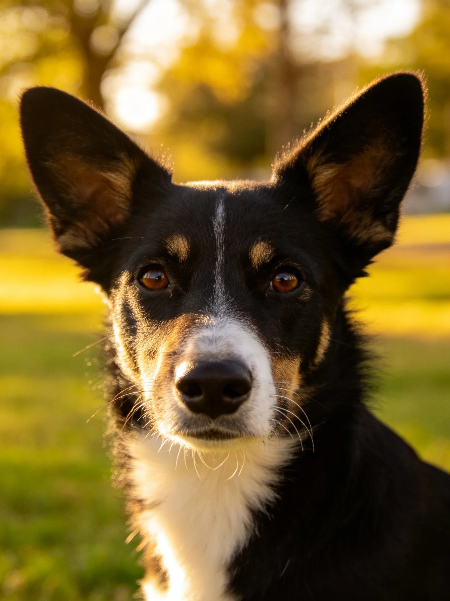 Tricolor dog with upright ears in a sunlit outdoor setting