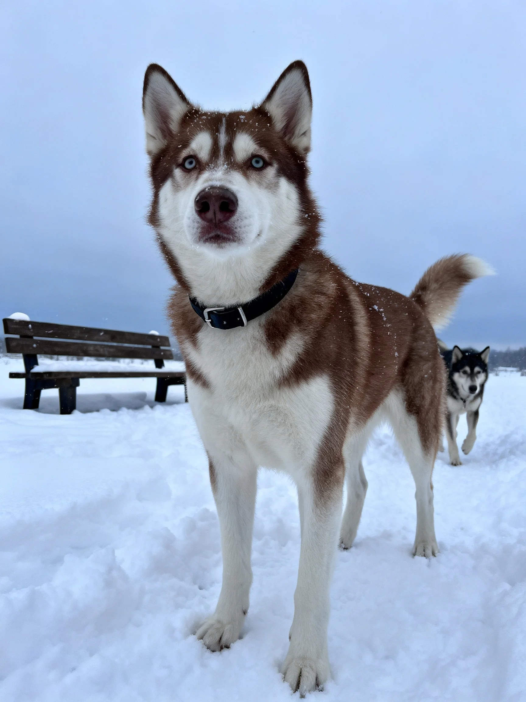 Two Siberian Huskies in a snowy park with bench