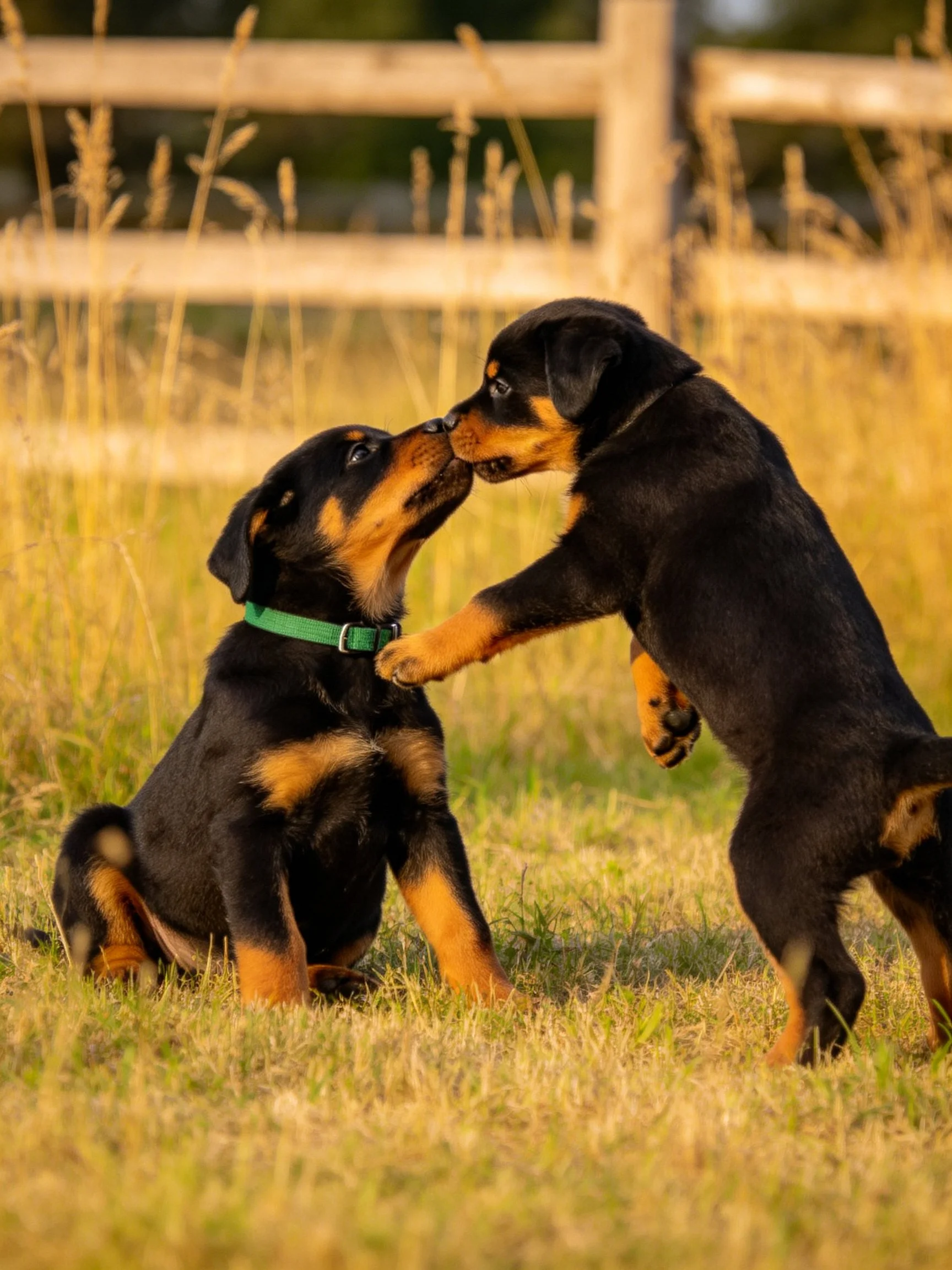 Two puppies interact playfully in an outdoor setting