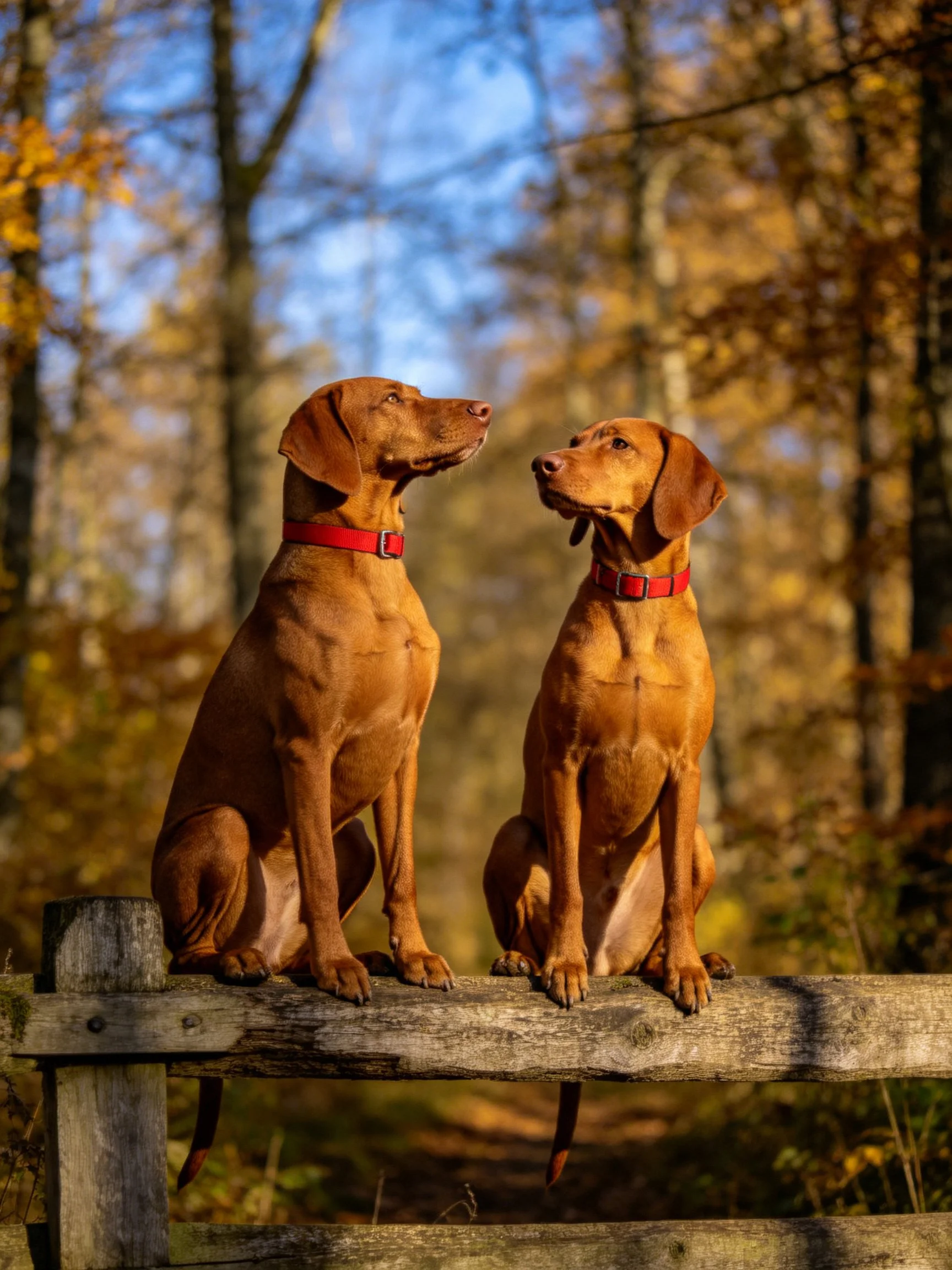 Two brown dogs with red collars sit together by side on a wooden fence in a sunlit autumn forest