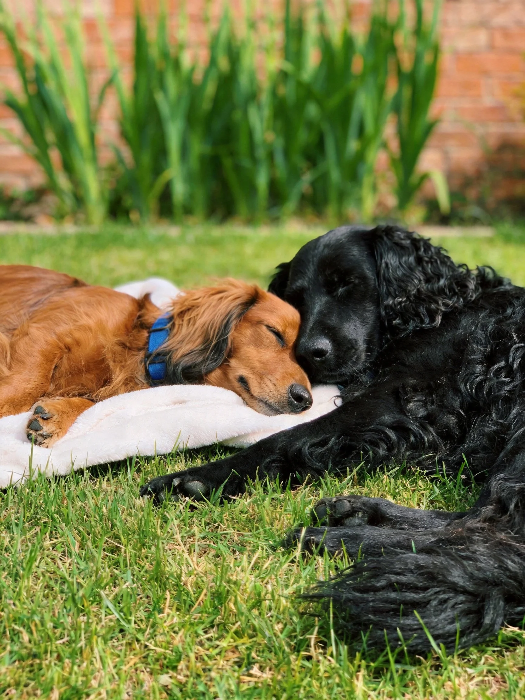 Two dogs of contrasting colors rest on a white blanket in a garden