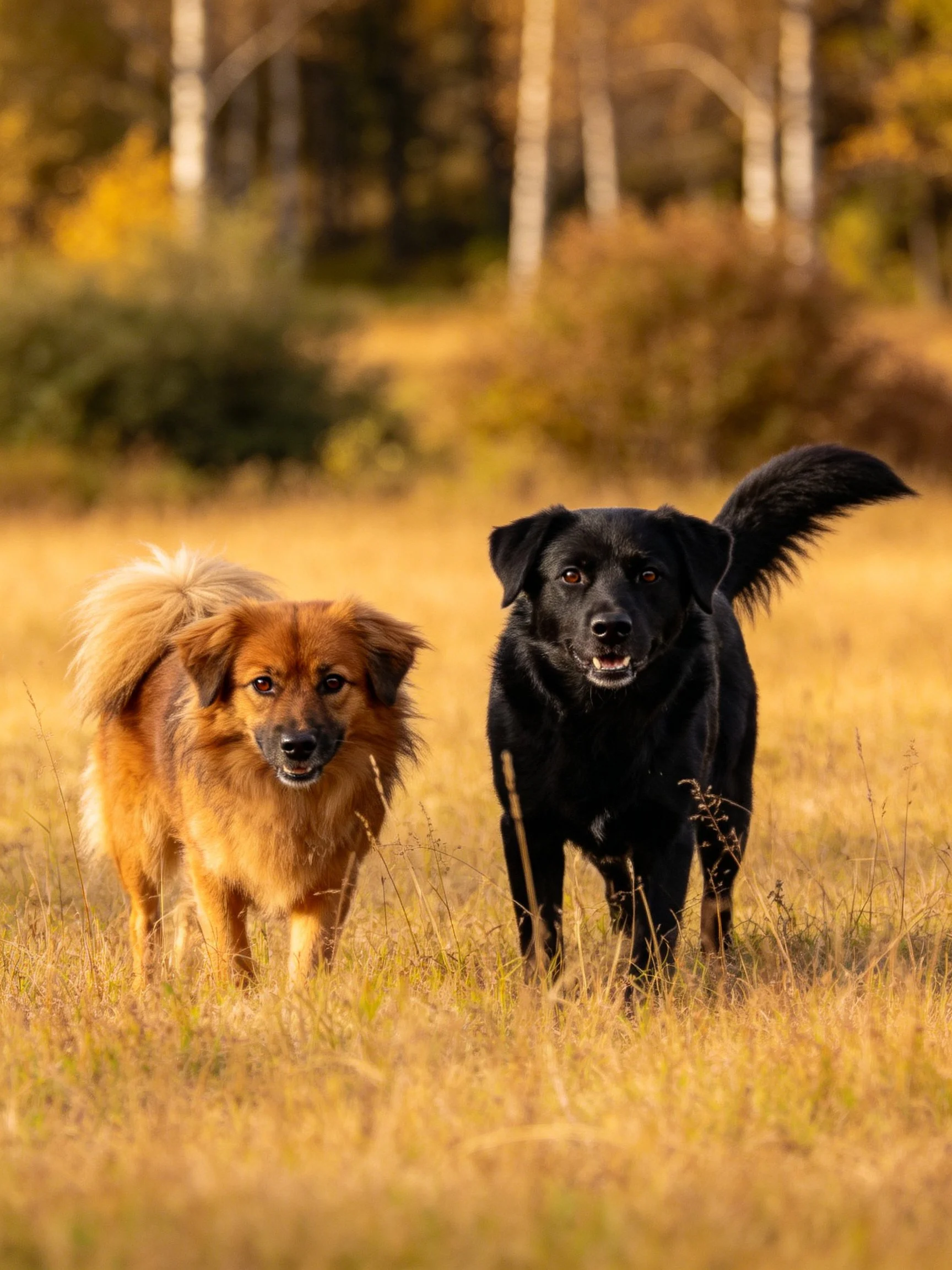 Two dogs, one brown and one black, stand together in a sunlit field of tall grass.