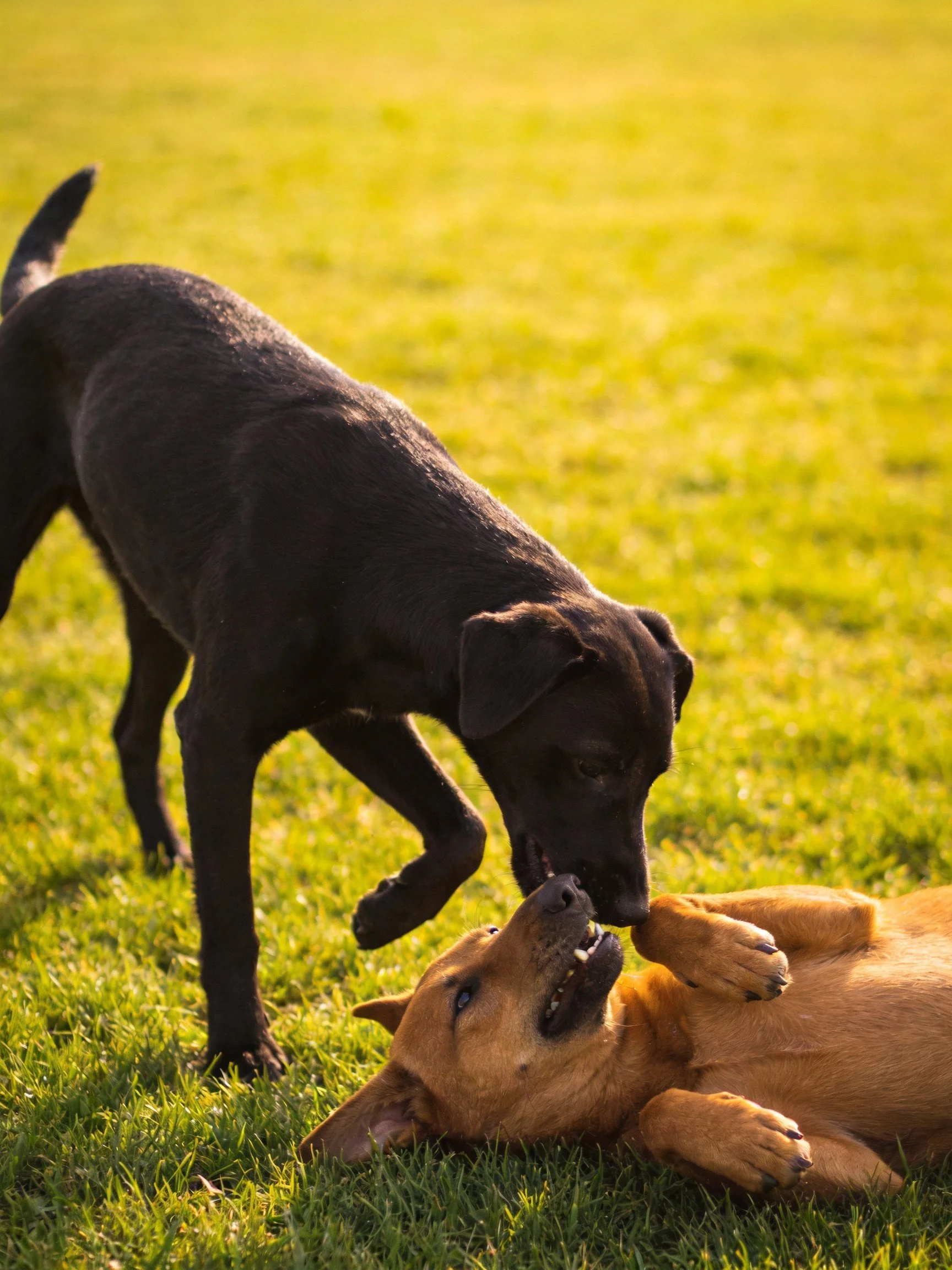 Two dogs engage in playful behavior on a grassy field during daylight hours.