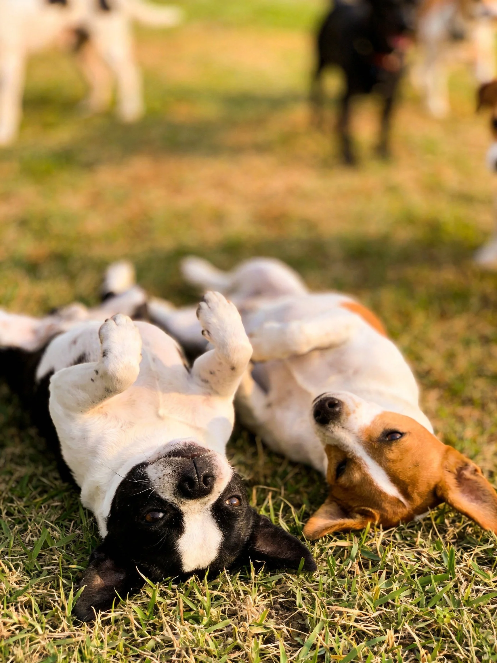 Two playful puppies—one black and white, one brown and white—rest on grass with other dogs
