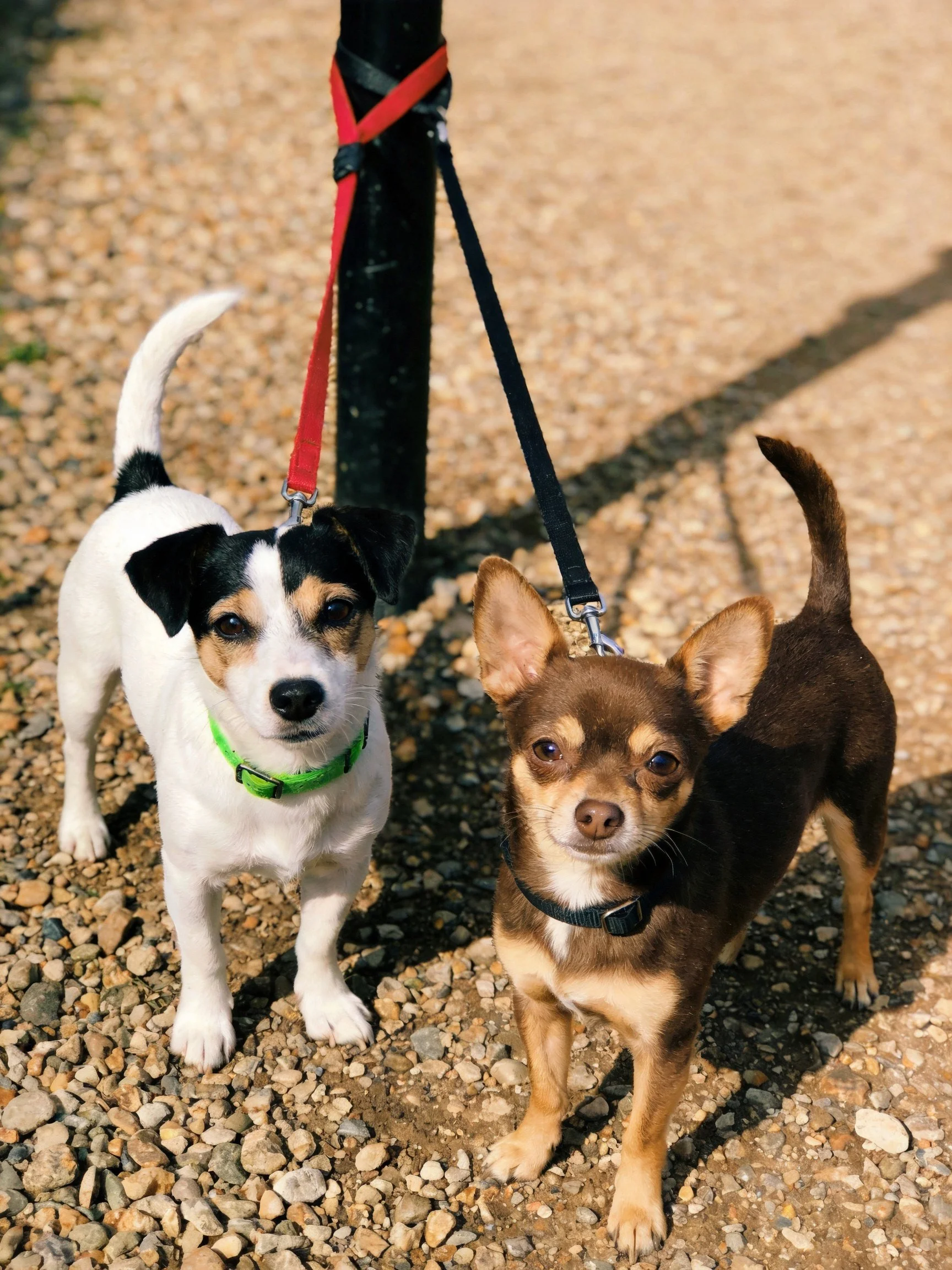 Two small dogs stand leashed together near a post on a gravel path.