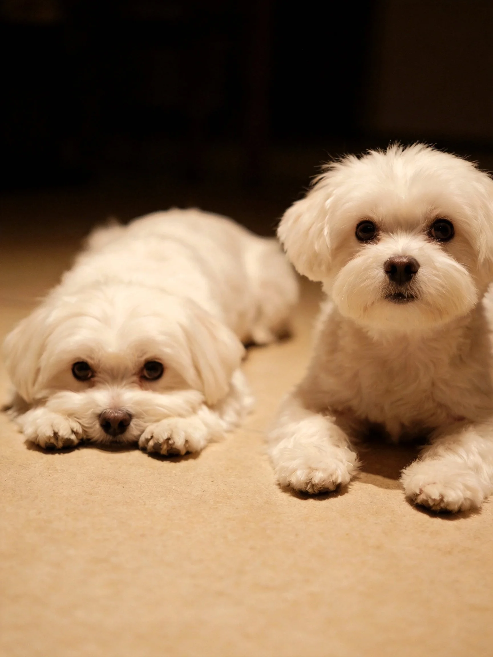 Two small white dogs relax together on a soft carpet indoors.