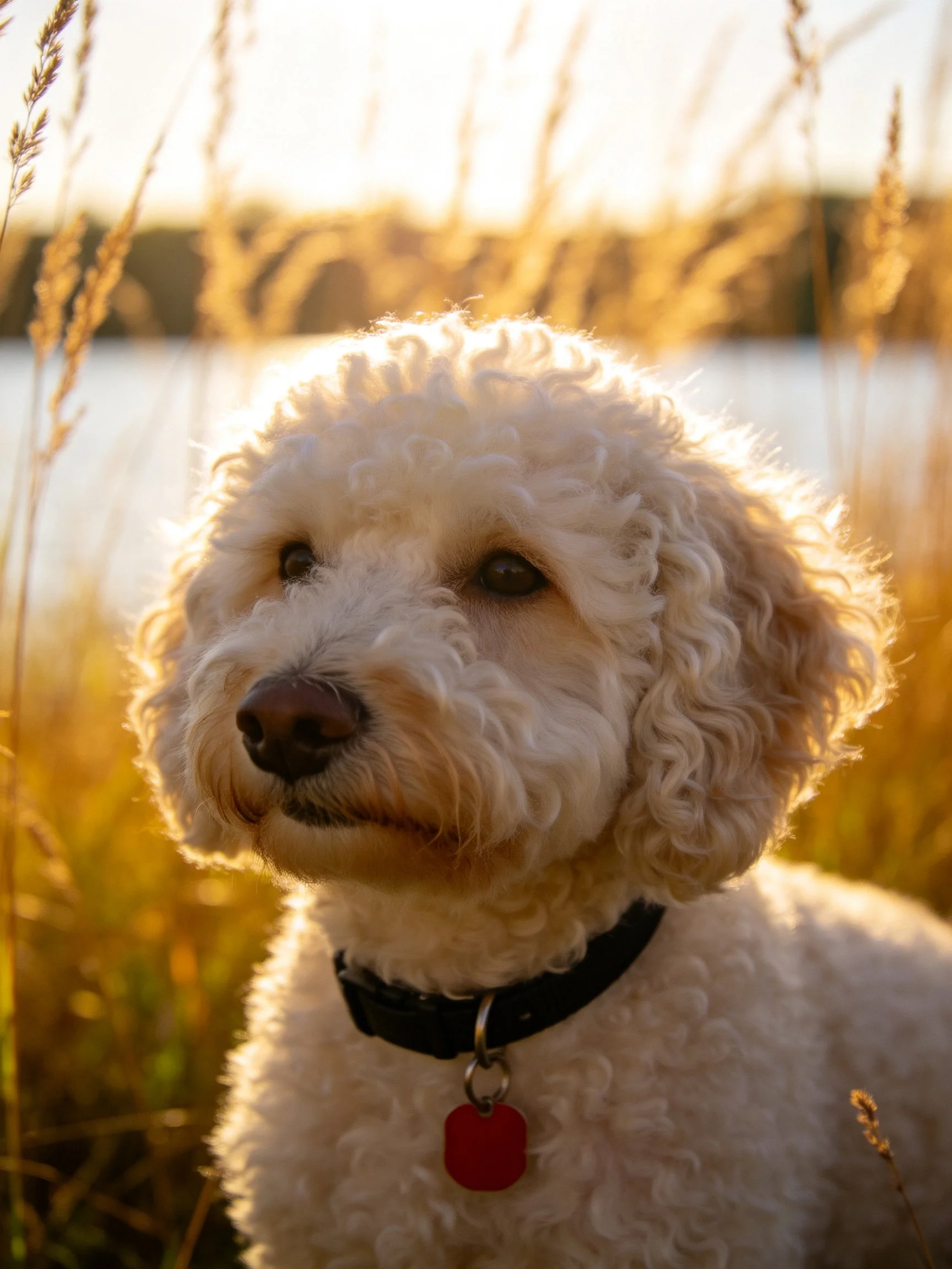 A white curly-haired dog stands among golden grasses near a calm body of water.