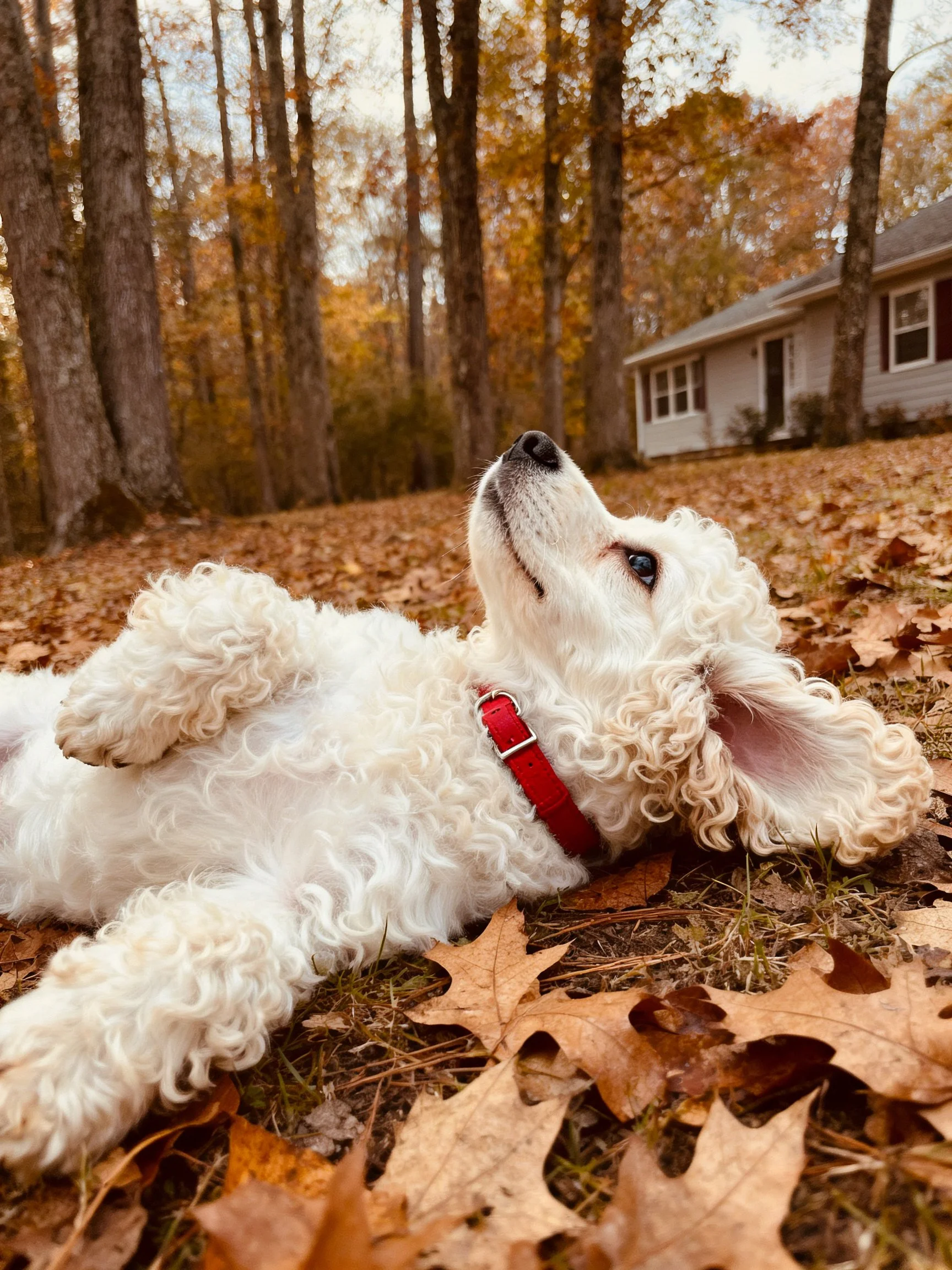 A white dog relaxes on fallen autumn leaves near a house and trees.