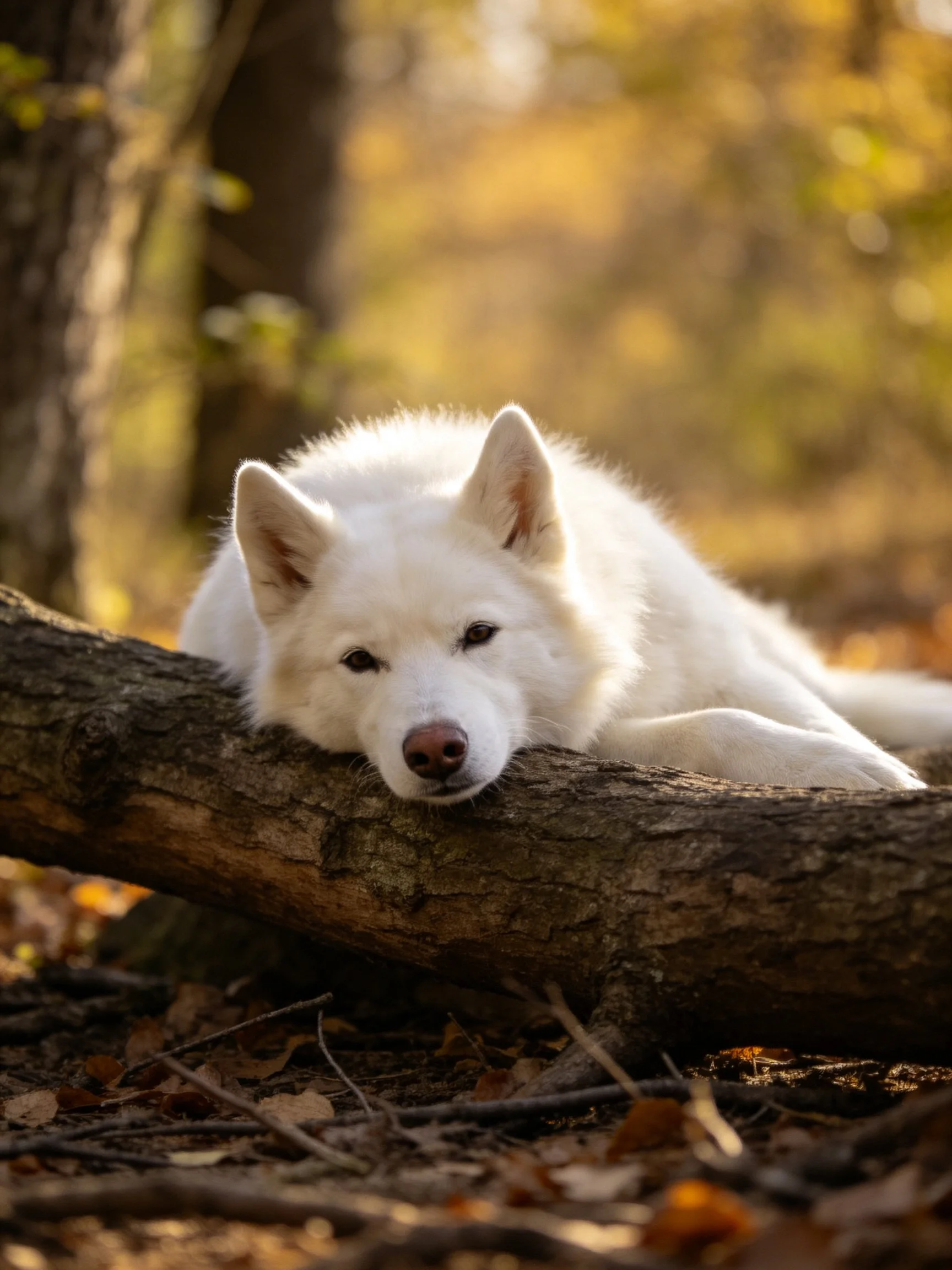 A white dog relaxes on a log amidst autumnal woodland scenery.