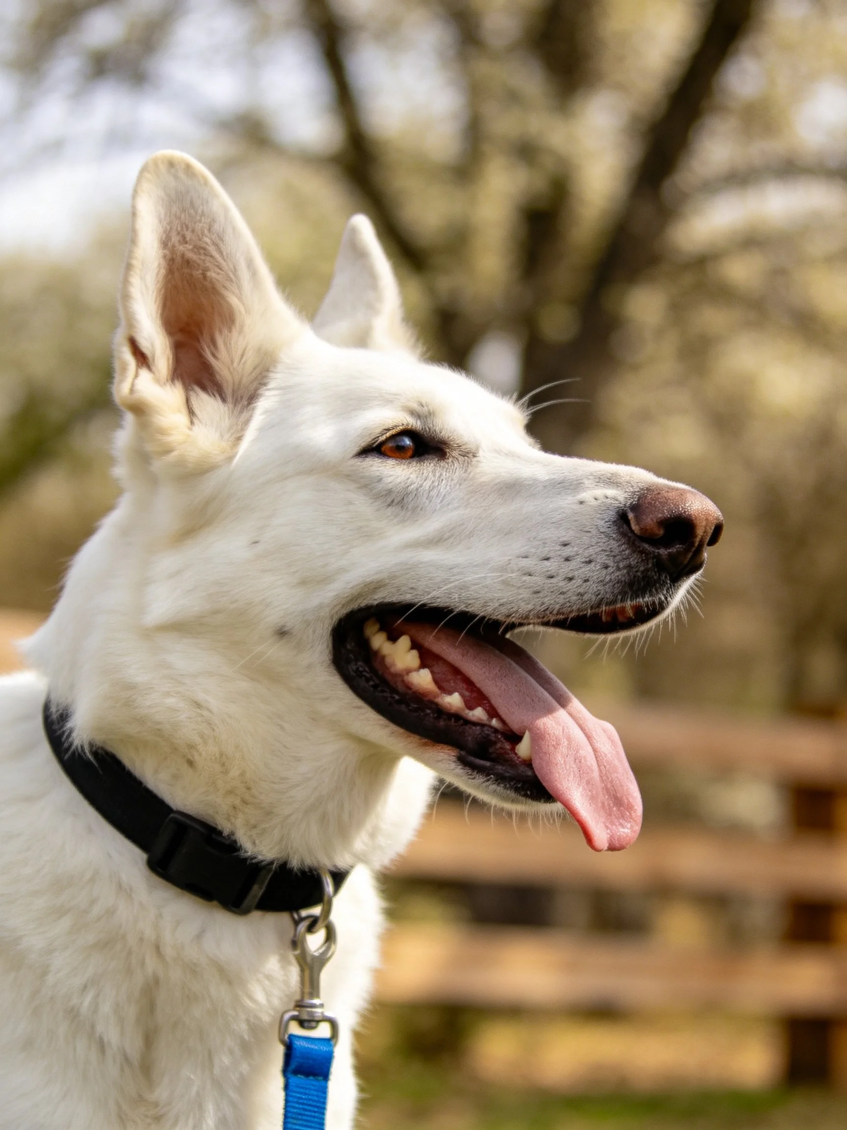 A white dog with a black collar and blue leash stands outdoors near trees.