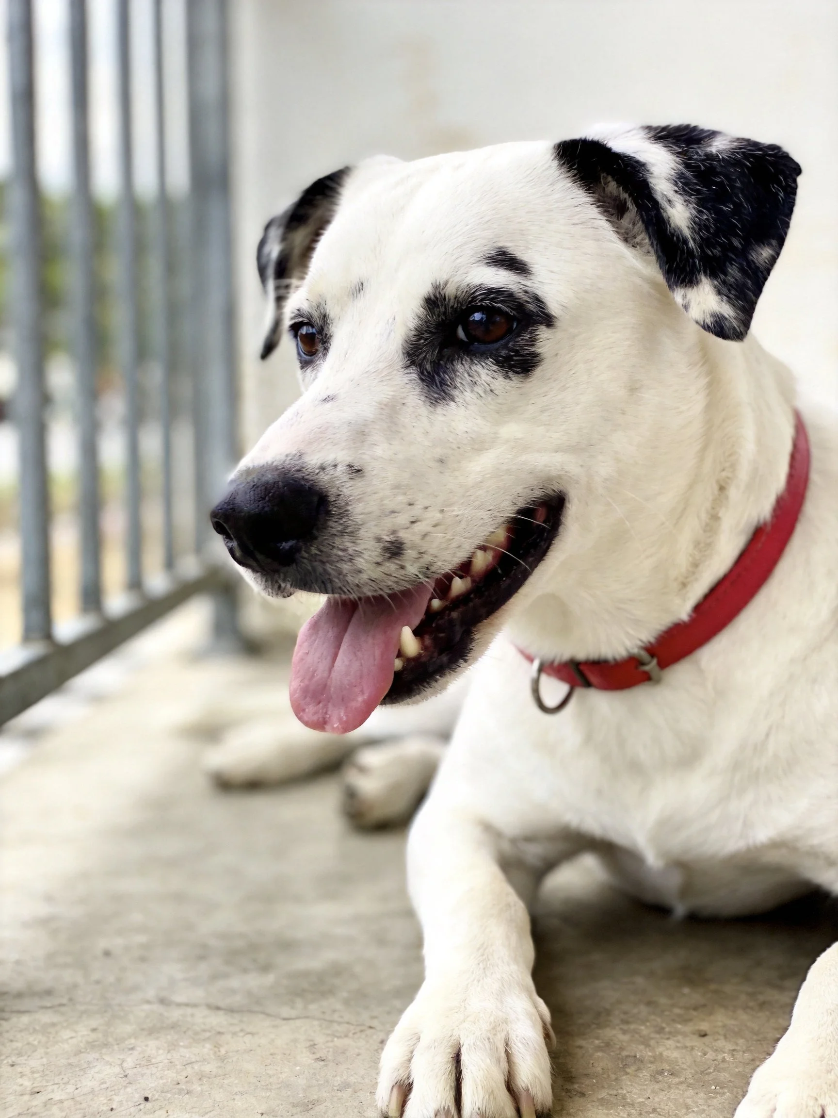 A white dog with dark markings relaxes by a metal fence with a red collar.