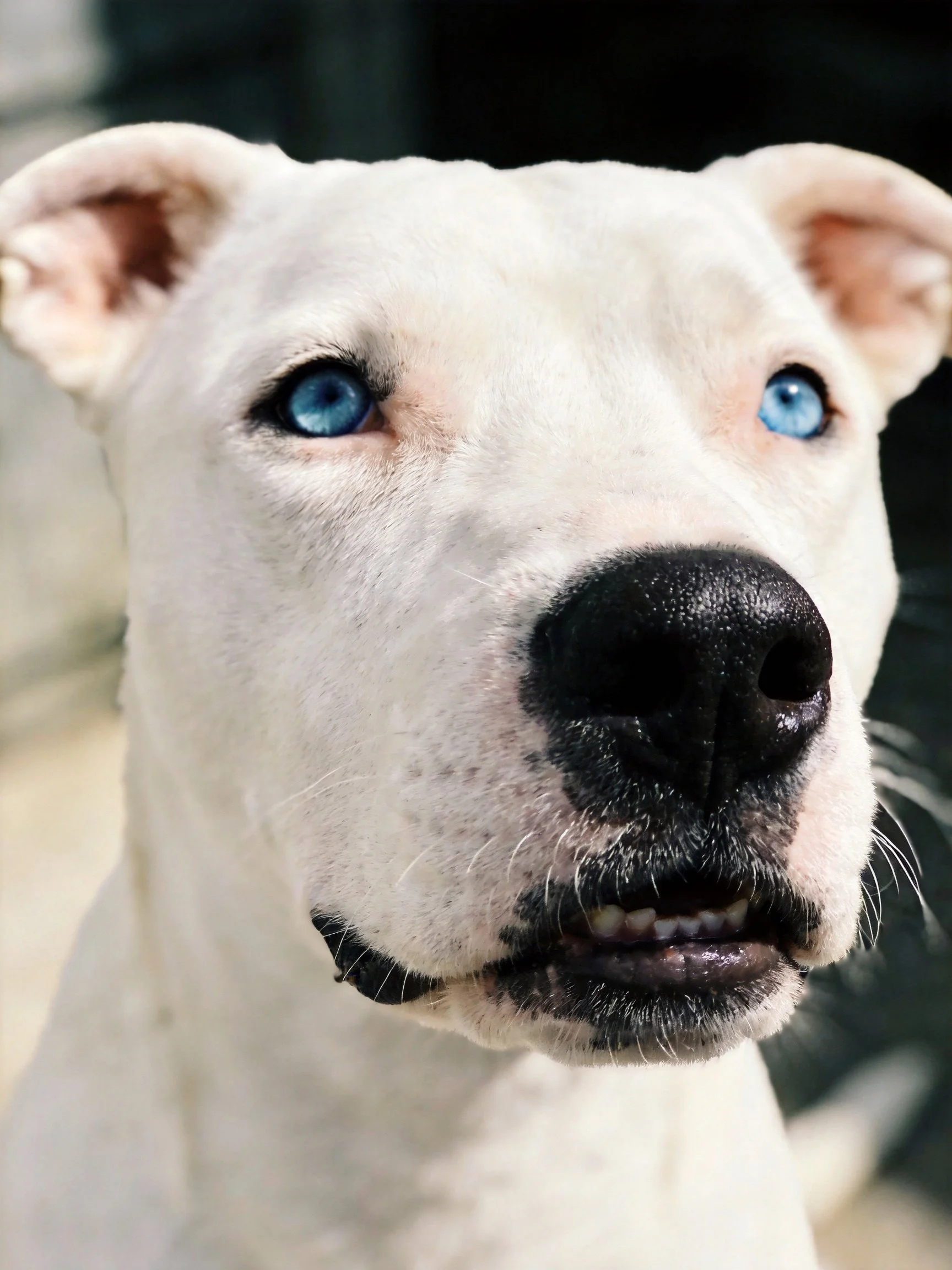 A close - up of a white dog’s face with blue eyes and dark features