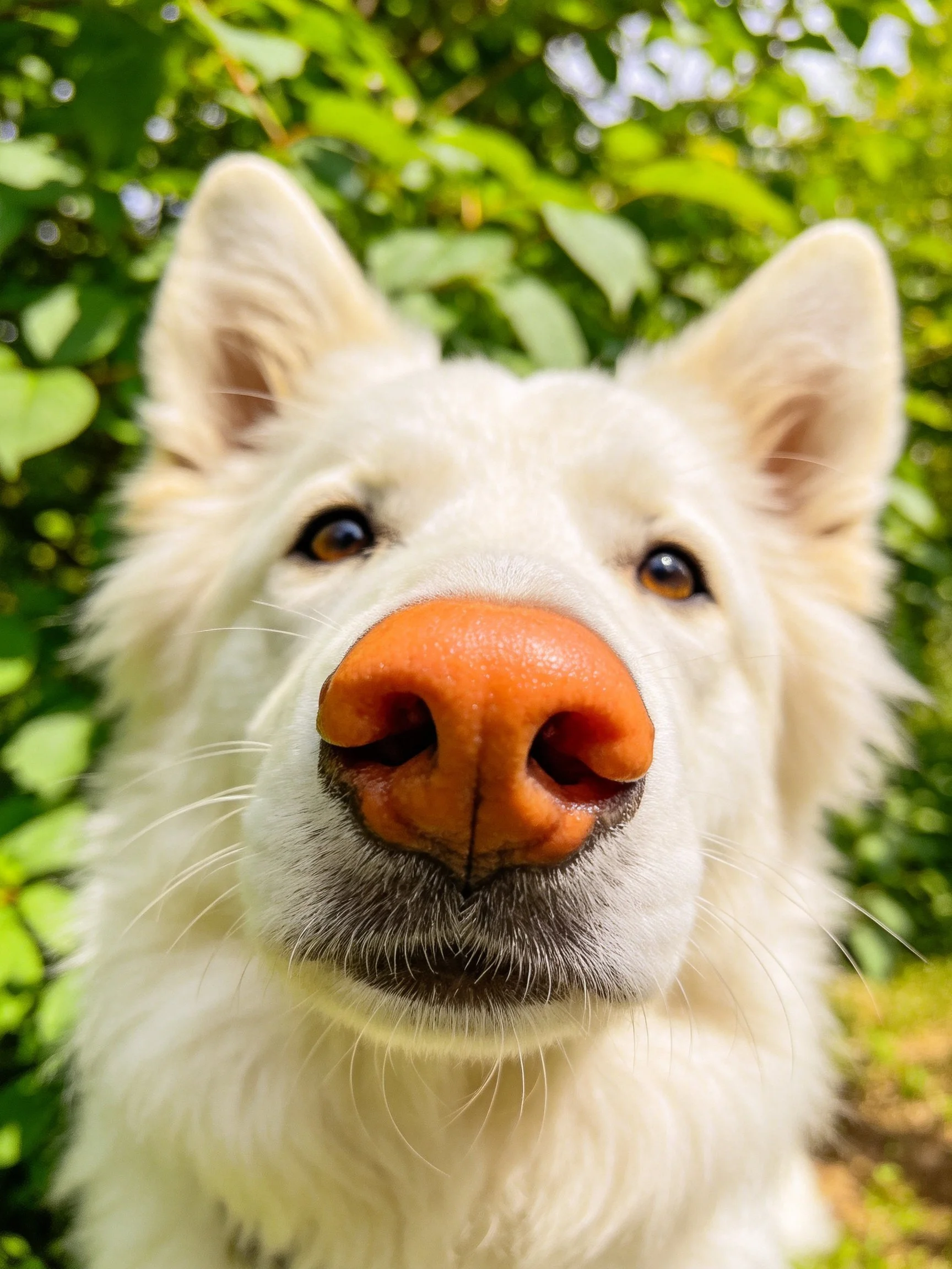 Close - up of a white dog’s face highlighting its bright orange nose with greenery.