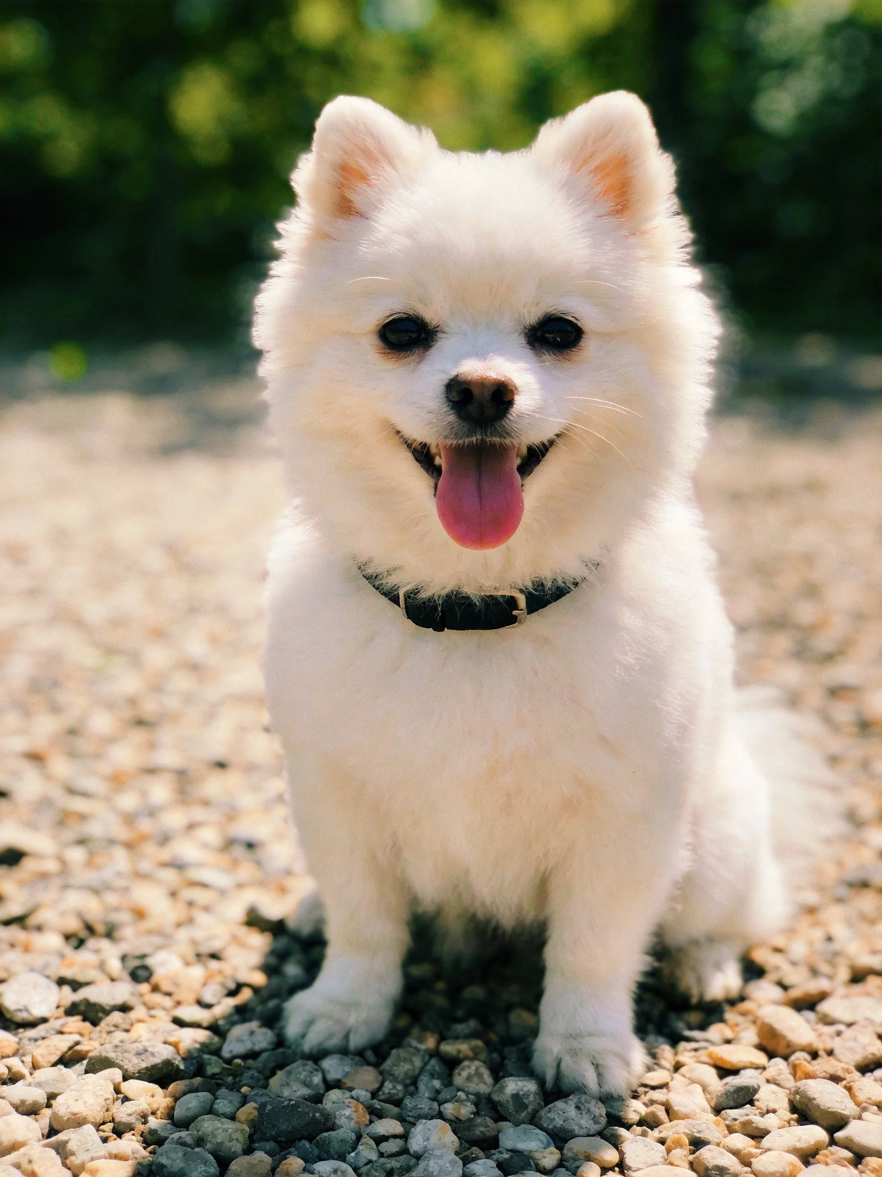 A small white dog sits happily on a gravel path in a sunny outdoor setting.