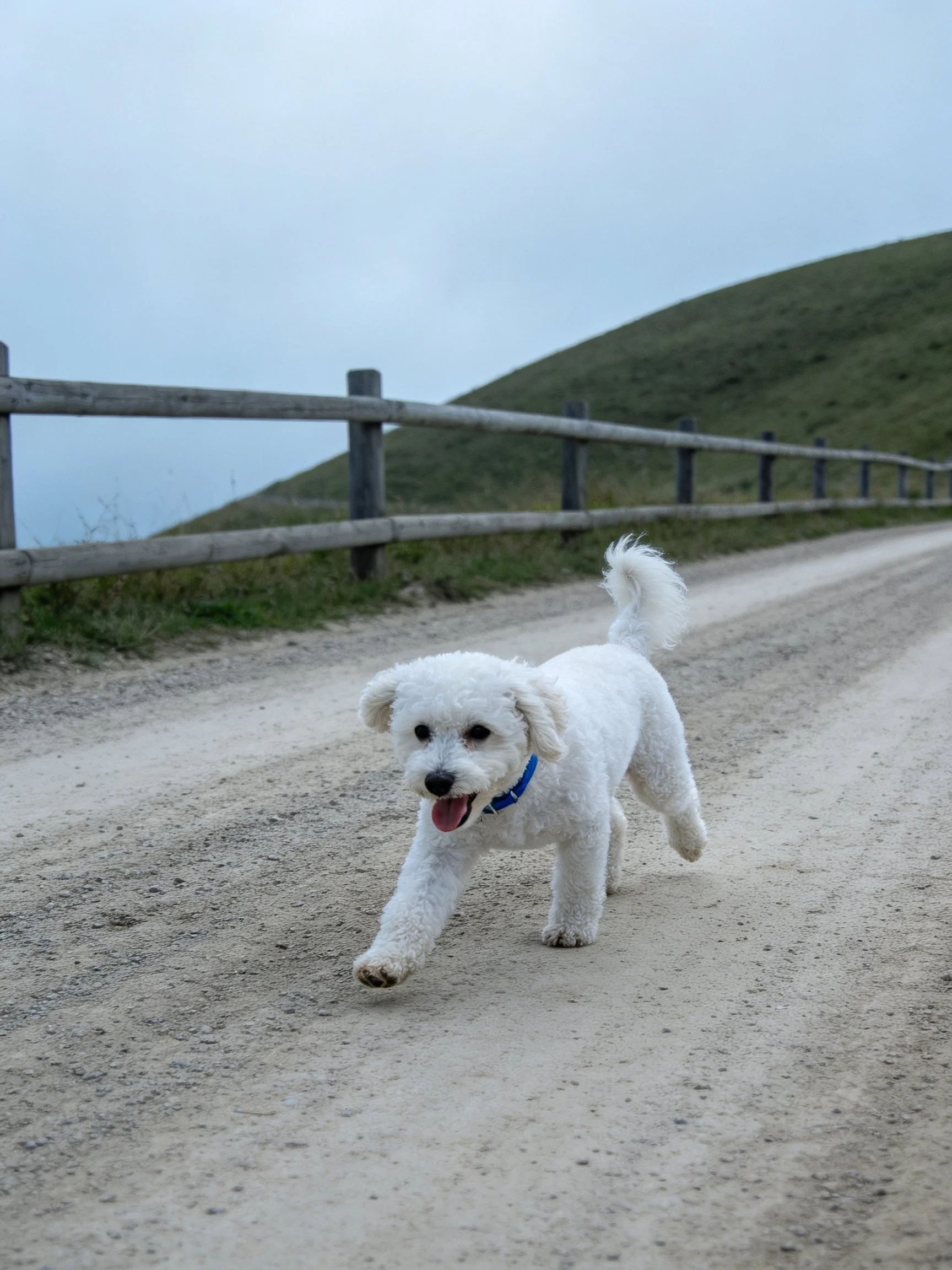 White fluffy dog running on gravel path beside wooden fence