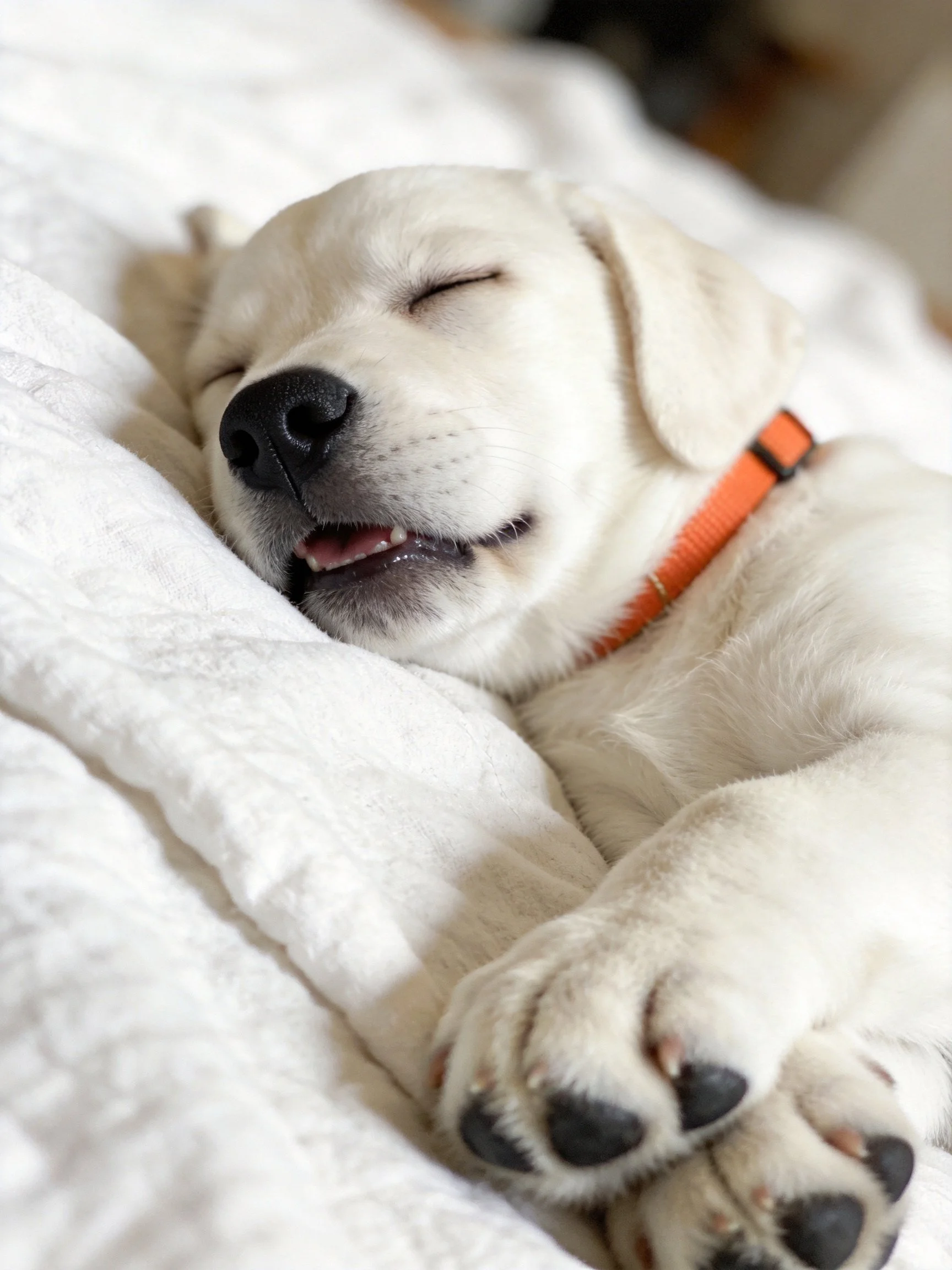 A white puppy rests contentedly on a soft white blanket.