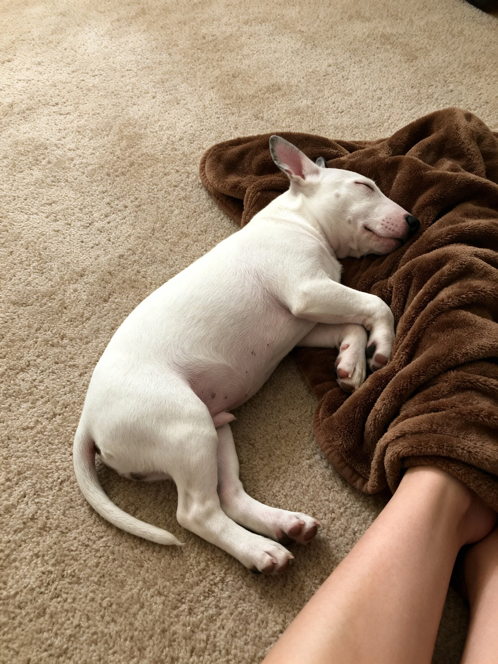 A white puppy sleeps on a brown blanket near human legs.