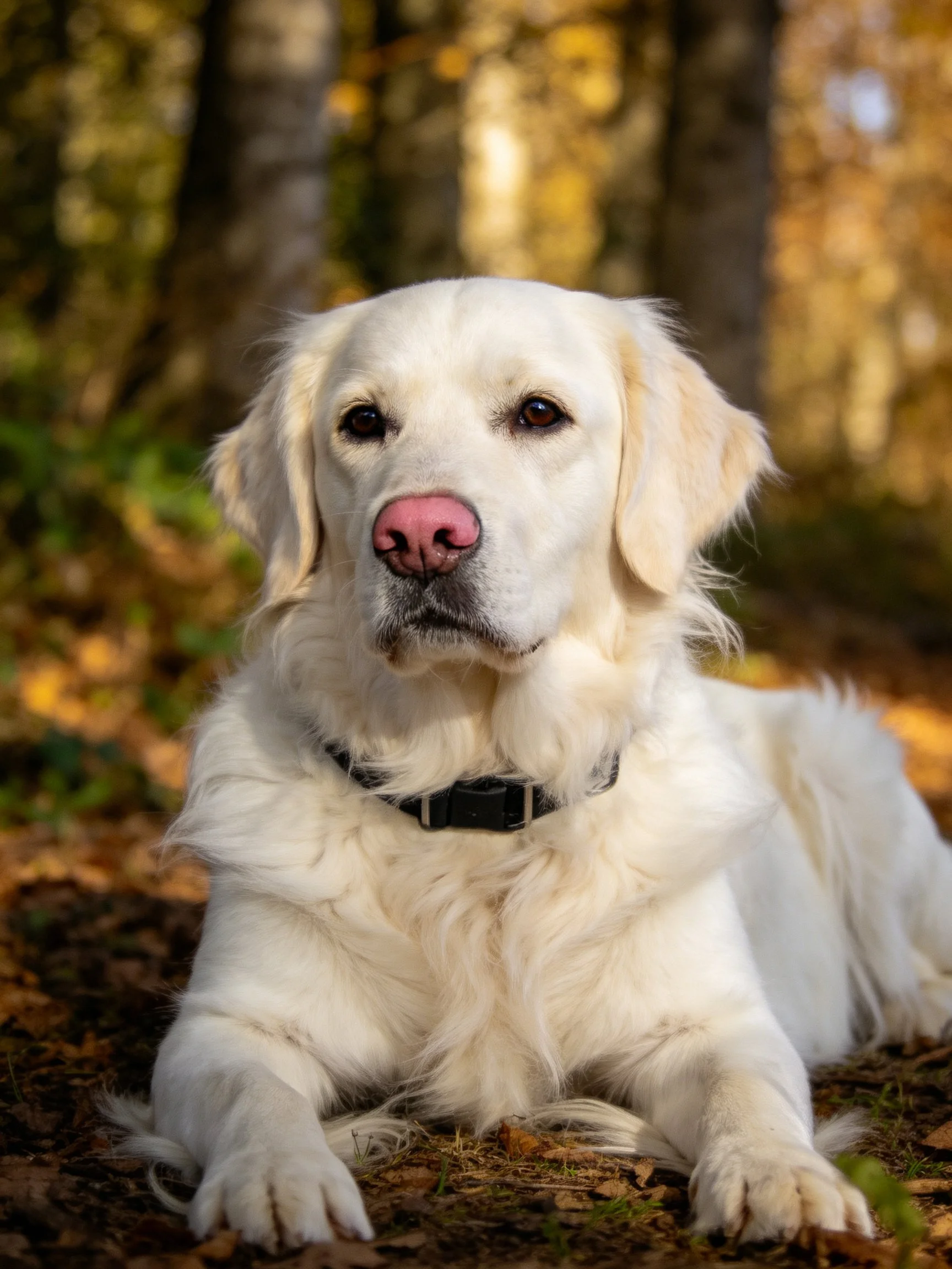 A white retriever relaxes on autumn leaves in a sunlit forest.