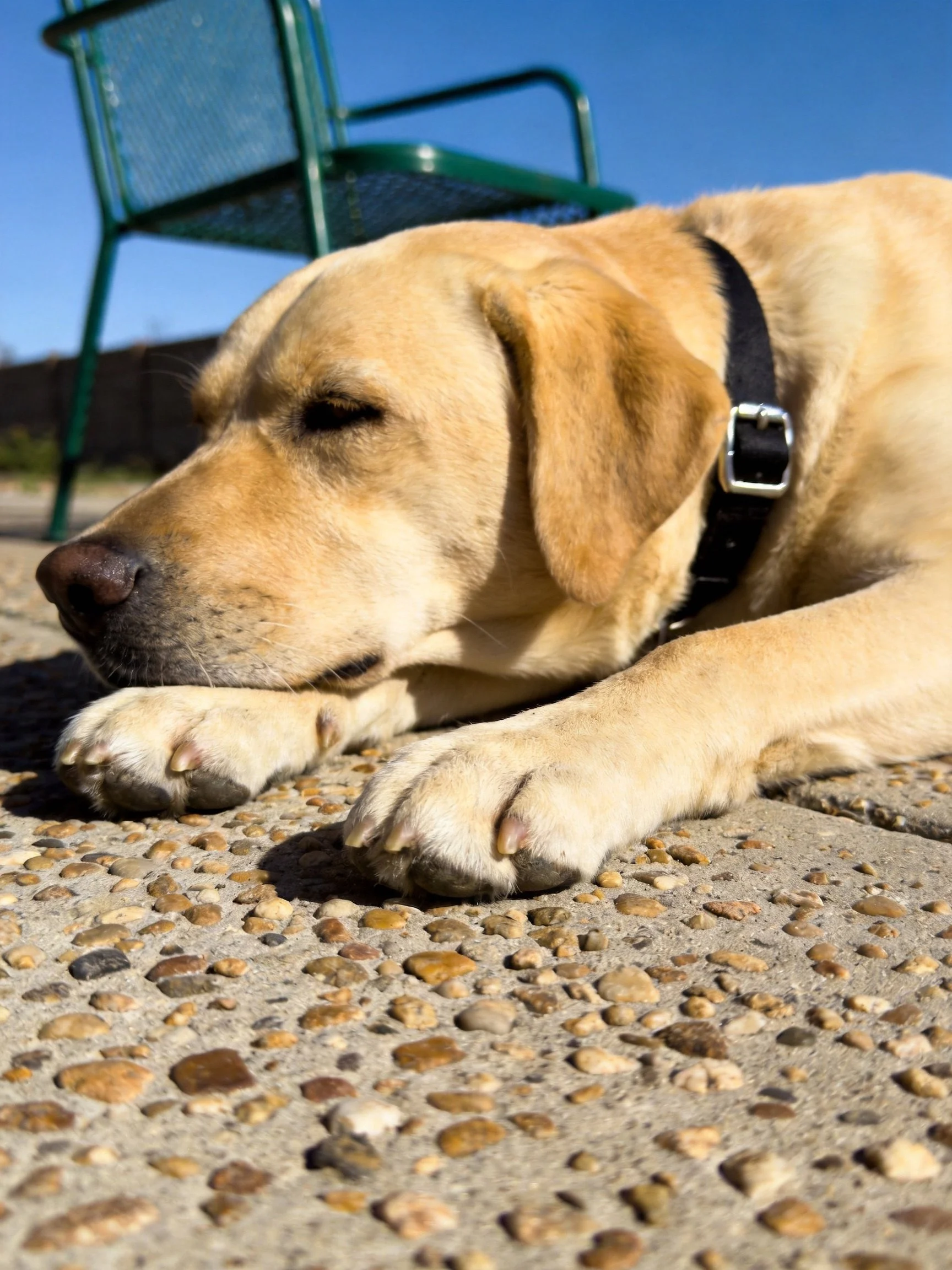 A yellow Labrador relaxes on pebbly pavement with a green chair nearby.