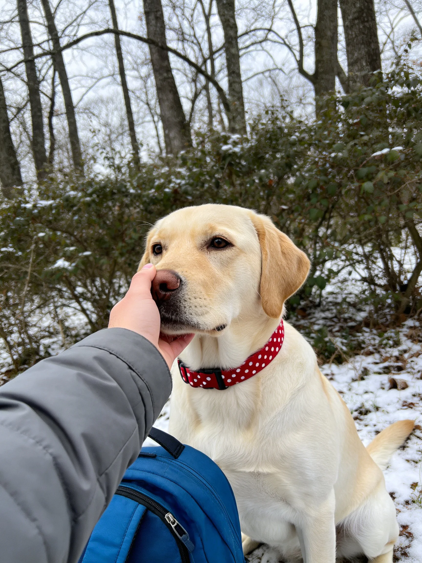 Person pets yellow Labrador in snowy wooded setting.