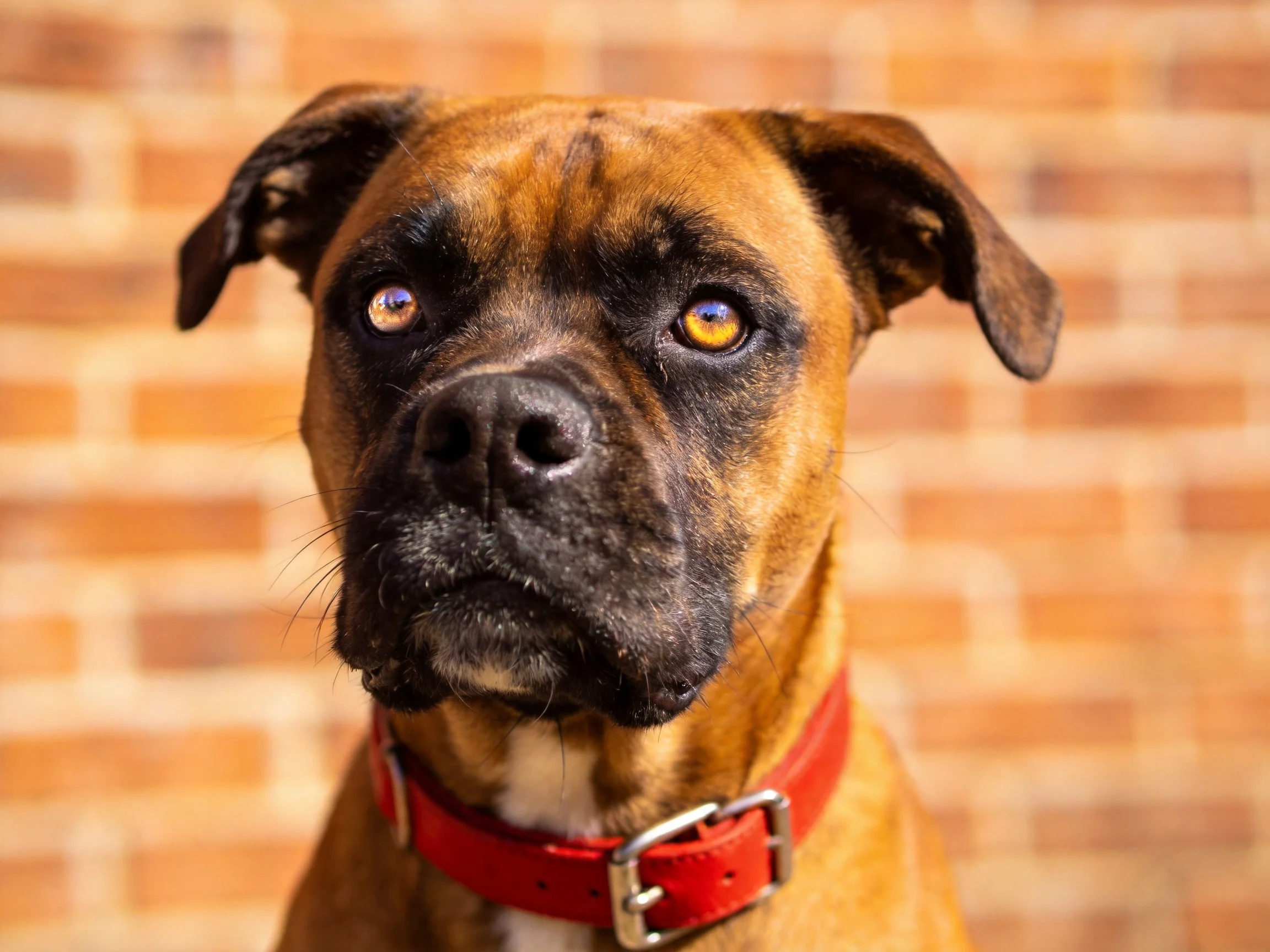 A Boxer Dog with Brown Fur and Red Collar Near Brick Wall