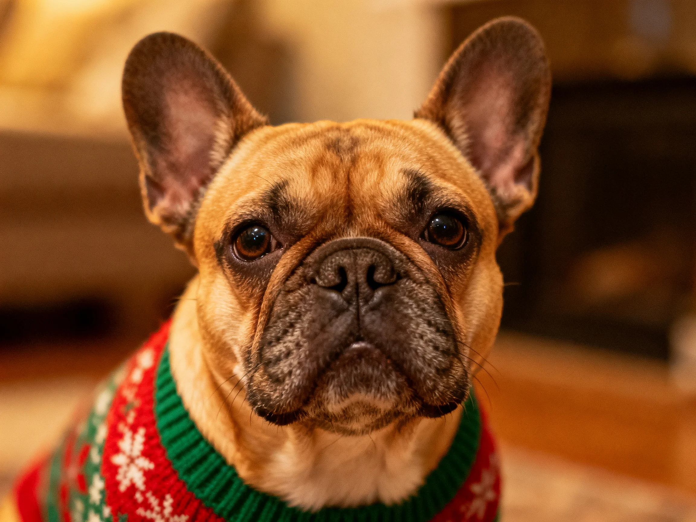 A French bulldog in a festive red-green holiday sweater