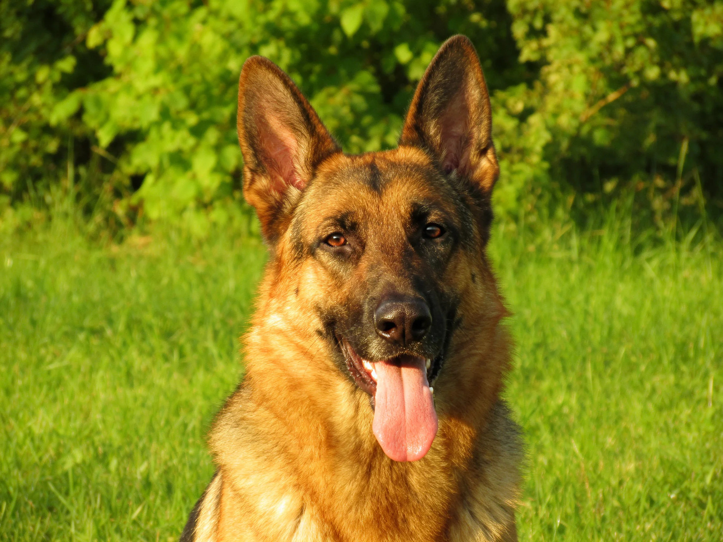A German Shepherd dog stands in a sunlit green meadow with its tongue out.