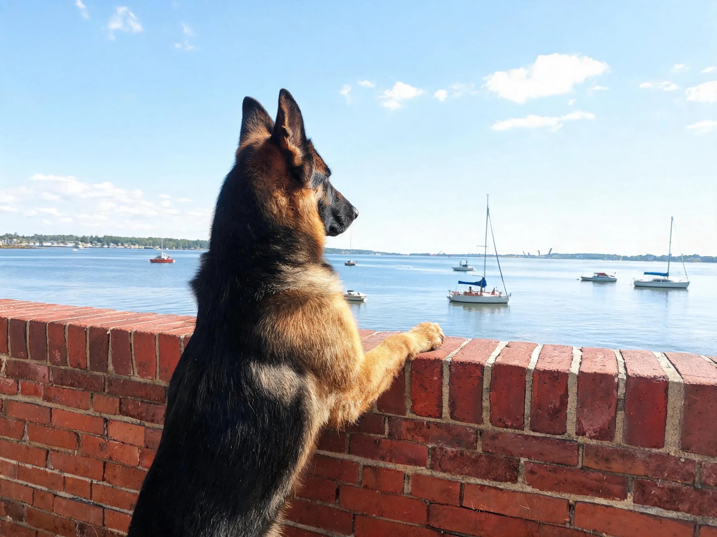 A German Shepherd views sailboats on water from behind a brick wall.
