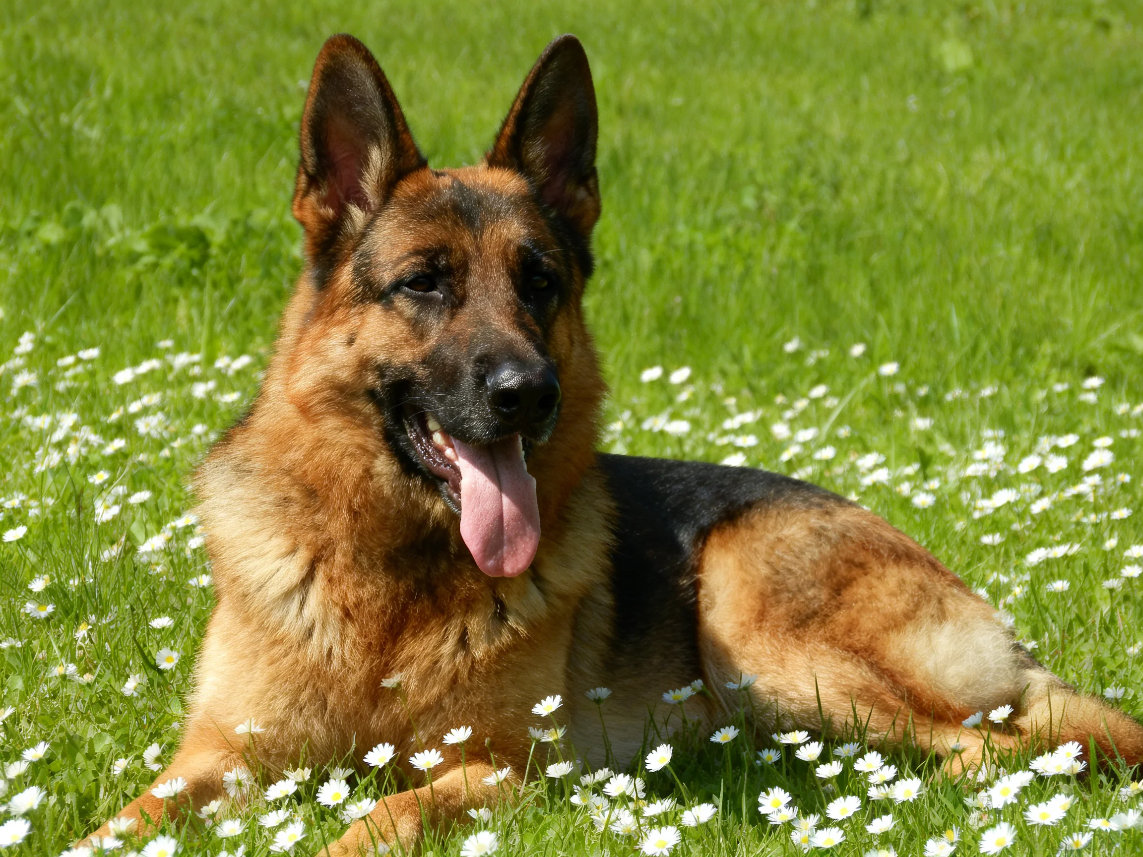 A German Shepherd relaxes on a field of green grass with white flowers.