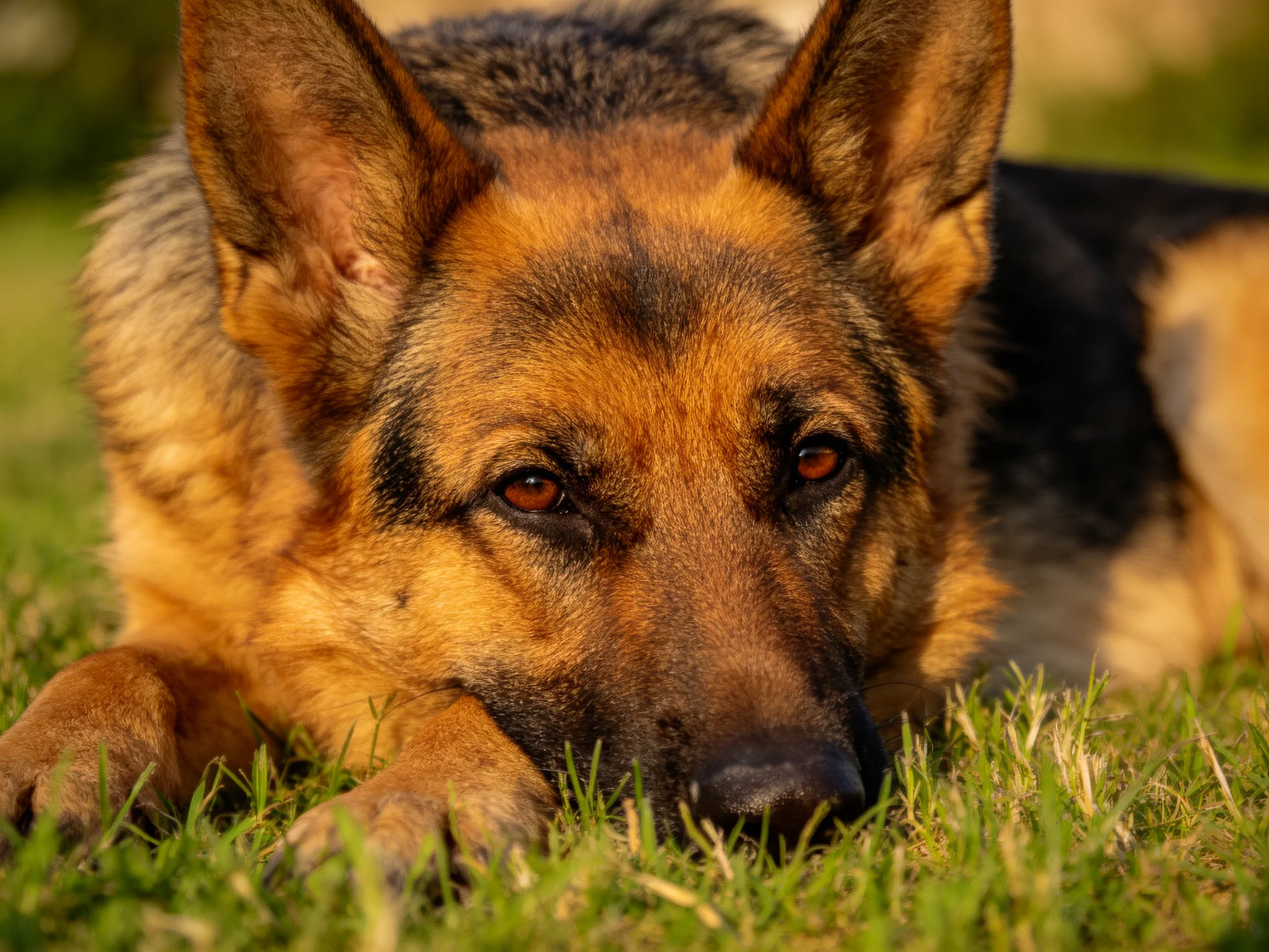 A German Shepherd relaxes on grass in a sunlit outdoor setting.