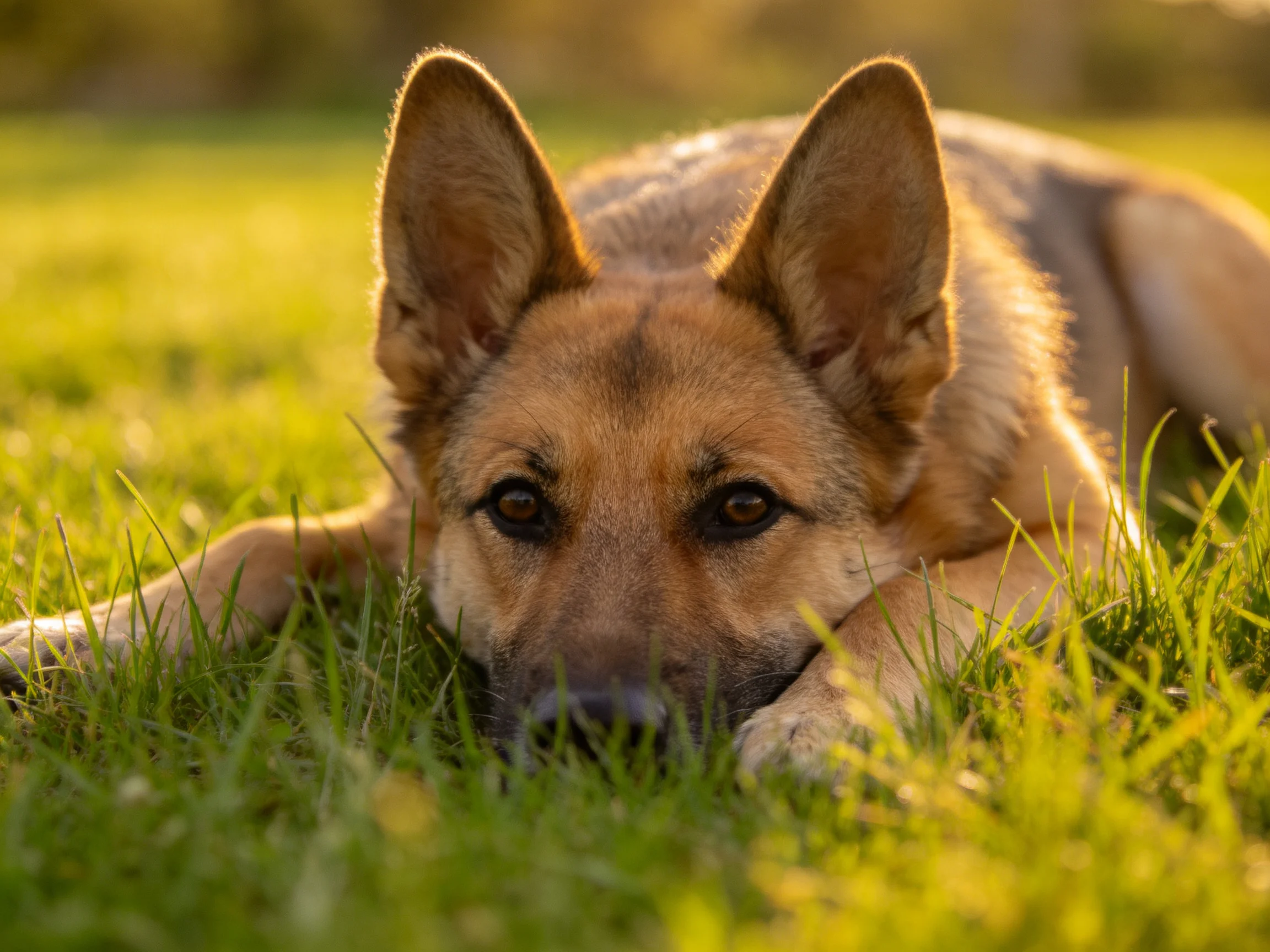 A German Shepherd lies calmly on green grass in bright daylight.