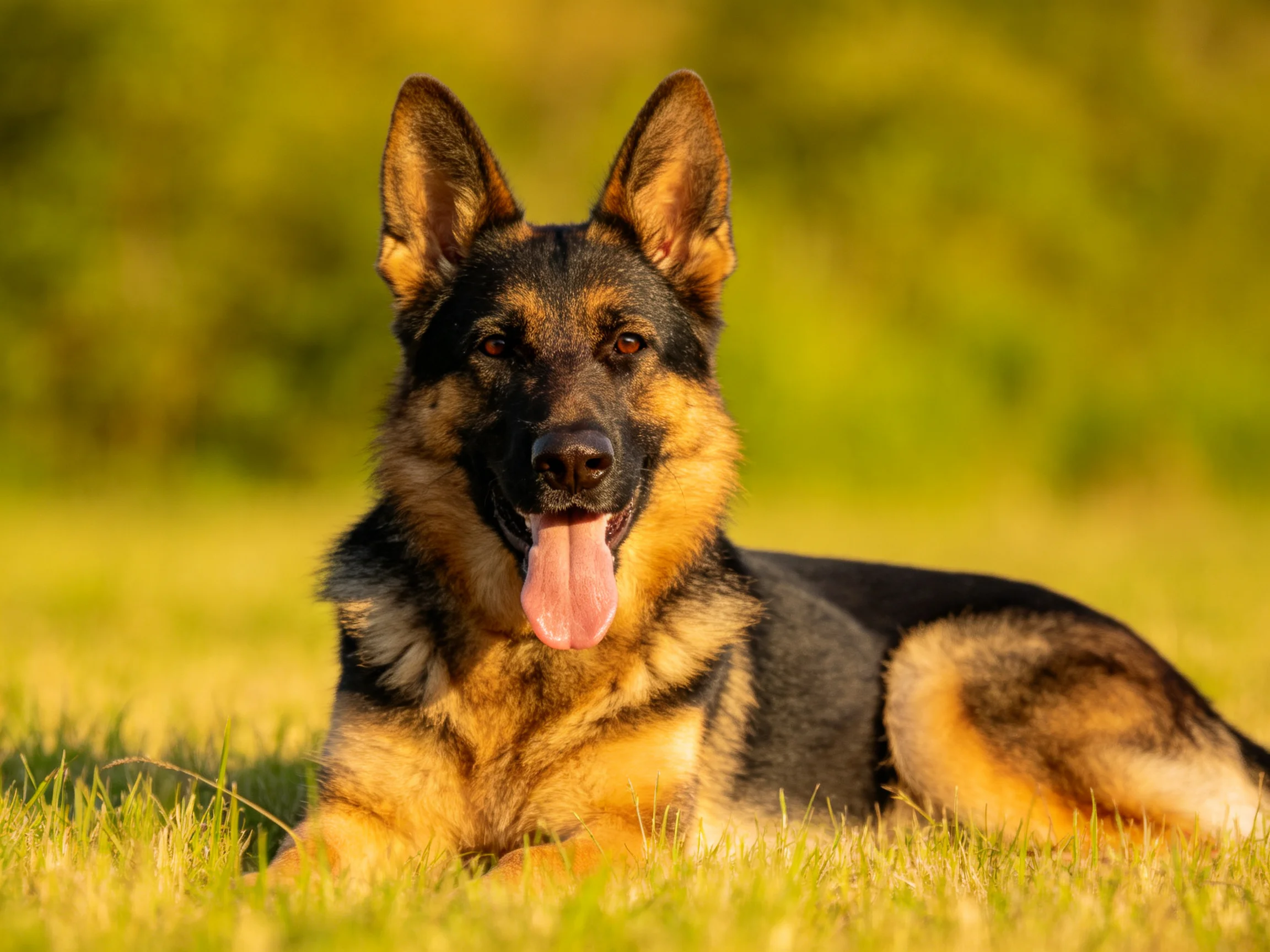A German Shepherd relaxes on a grassy field in bright daylight.