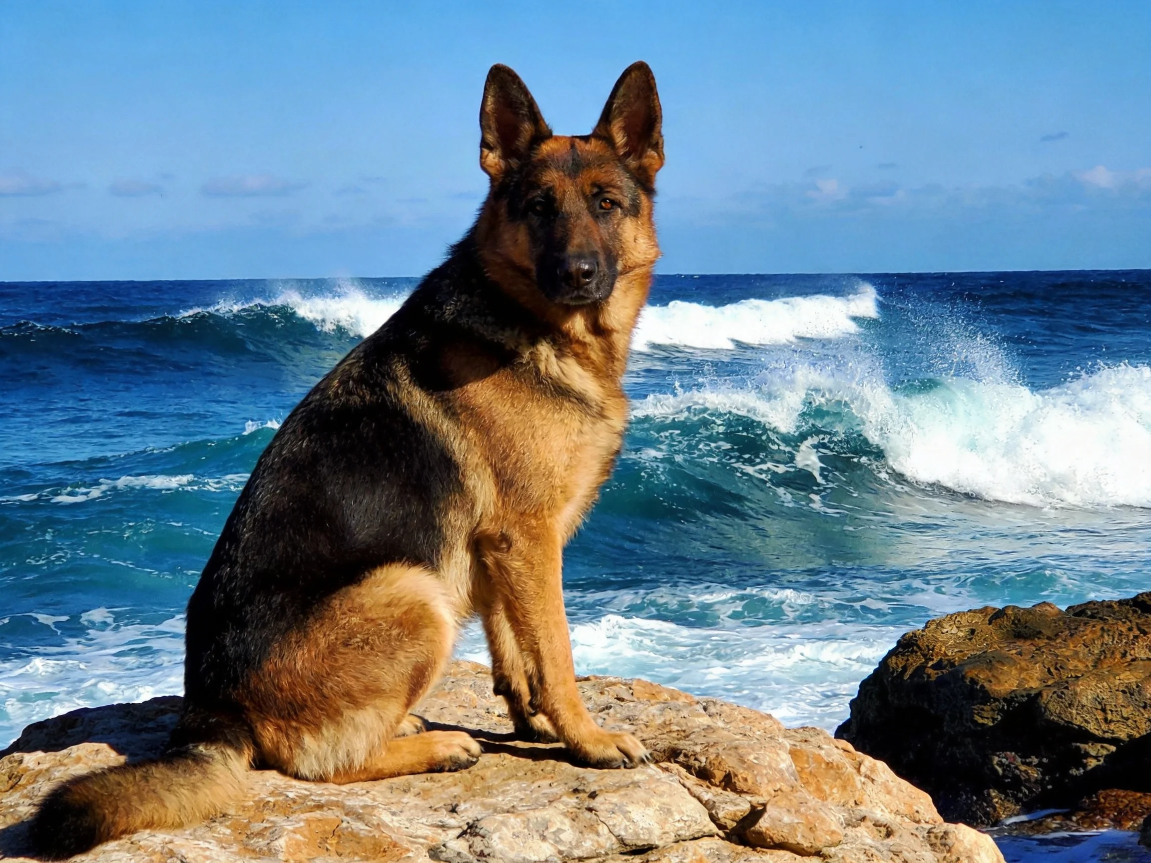 A German Shepherd sits on rocks near the ocean with crashing waves.