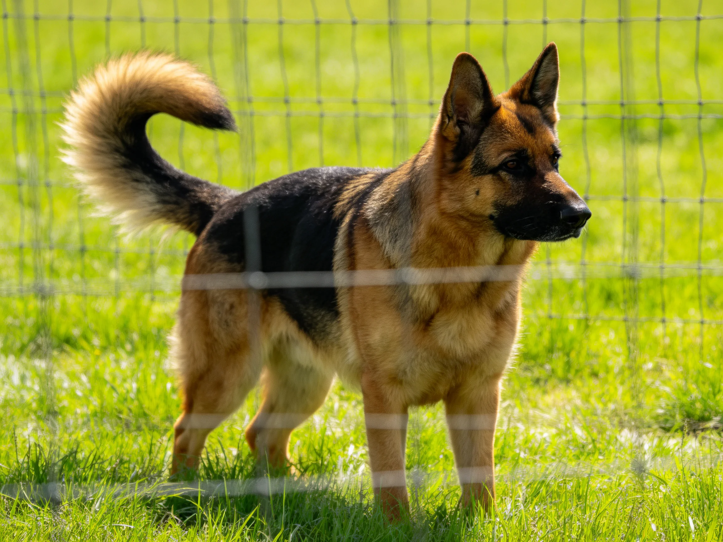 A German Shepherd stands alert near a wire fence in lush green grass