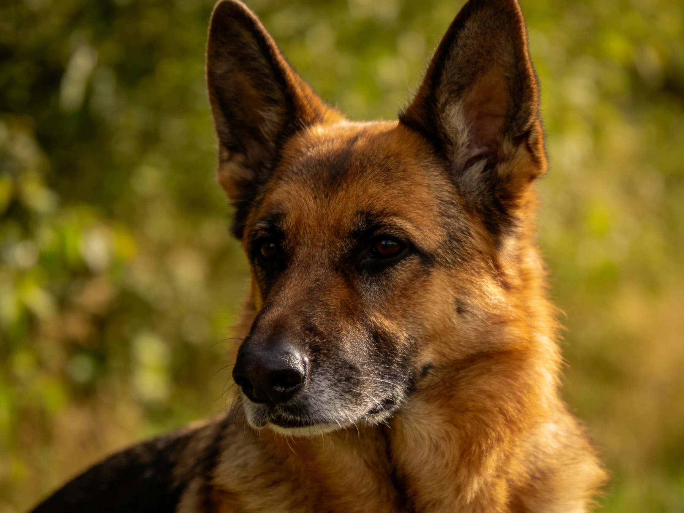 A German Shepherd stands alert in a sunlit, green outdoor environment.